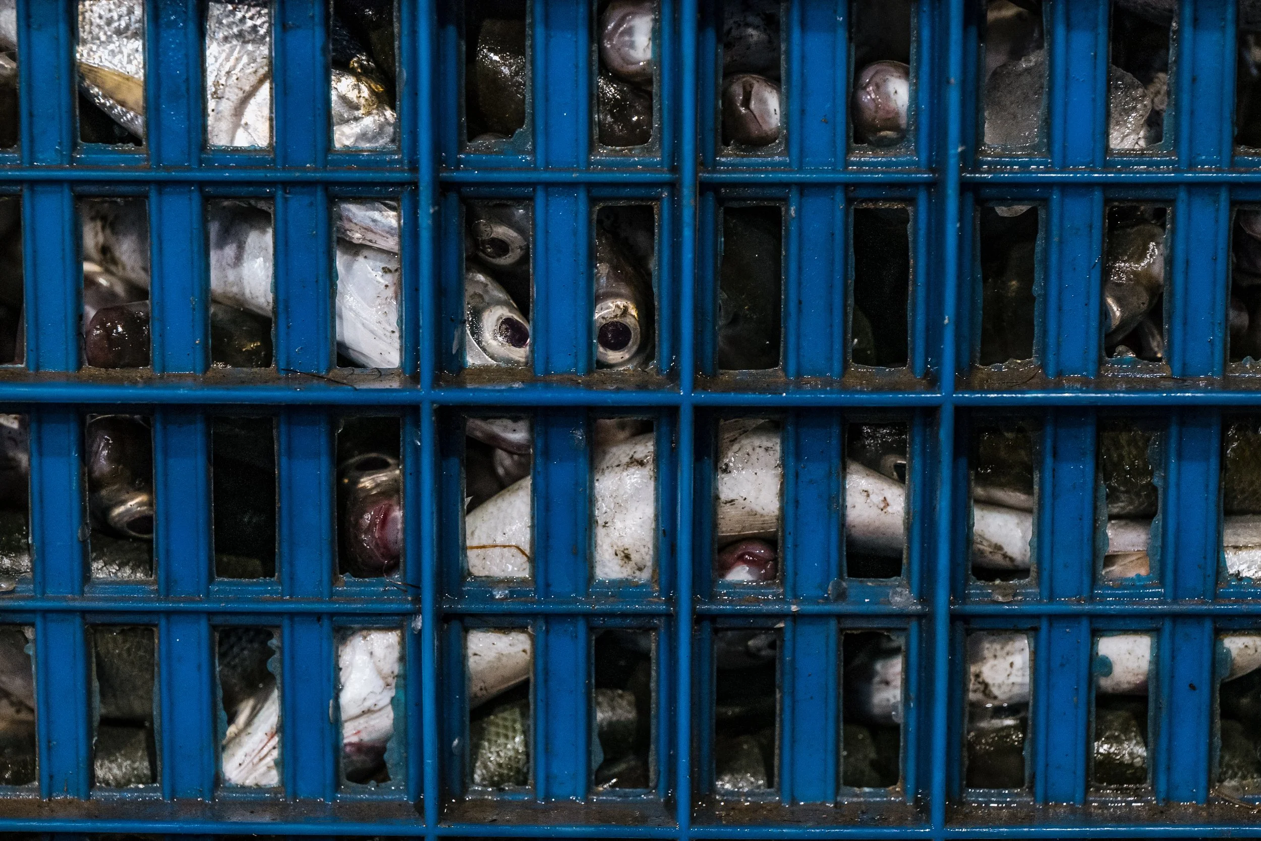 fish farm indonesia-25.jpg
