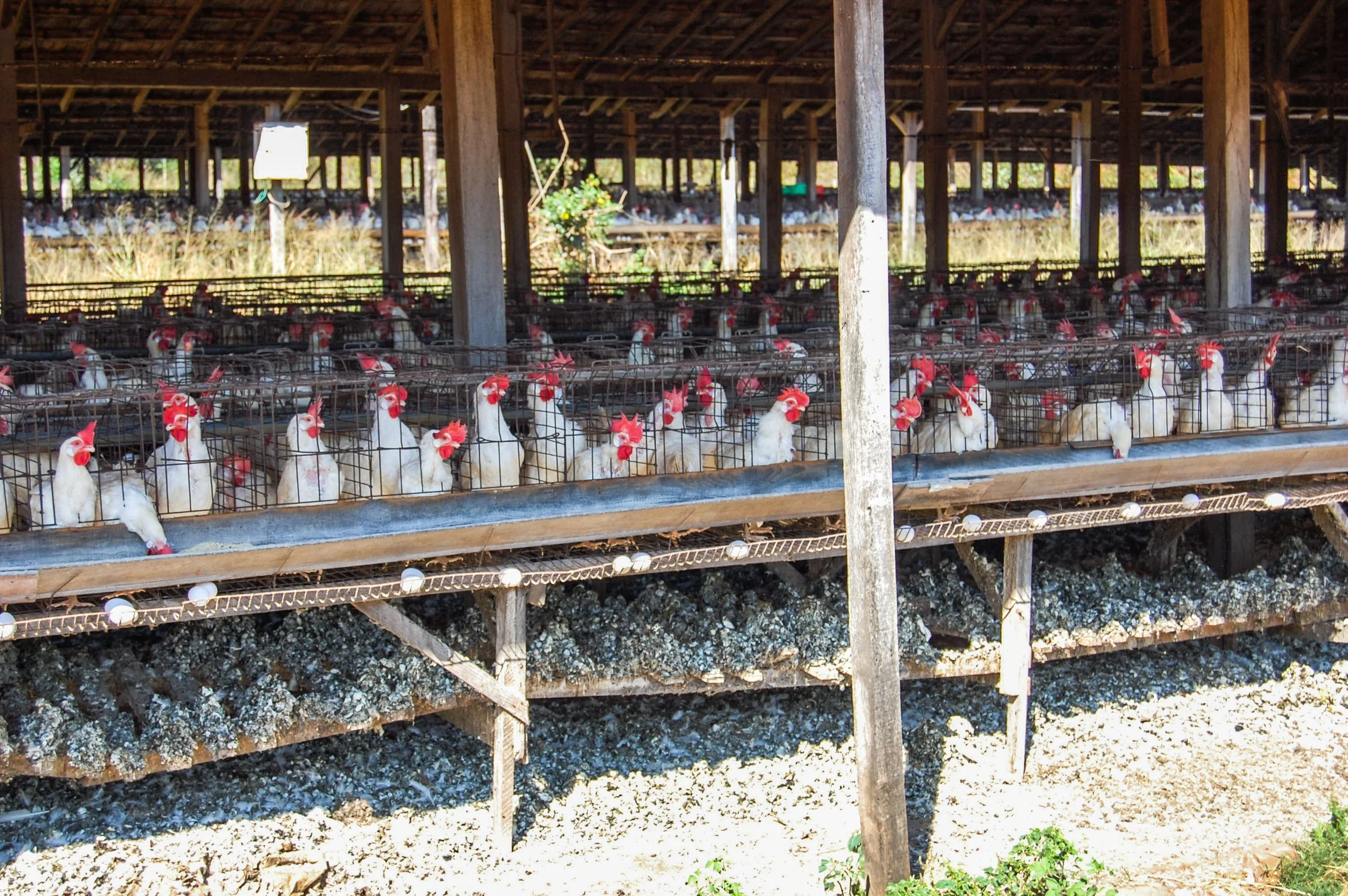 brazilmoreeggfarms-34-of-70jpg.jpg