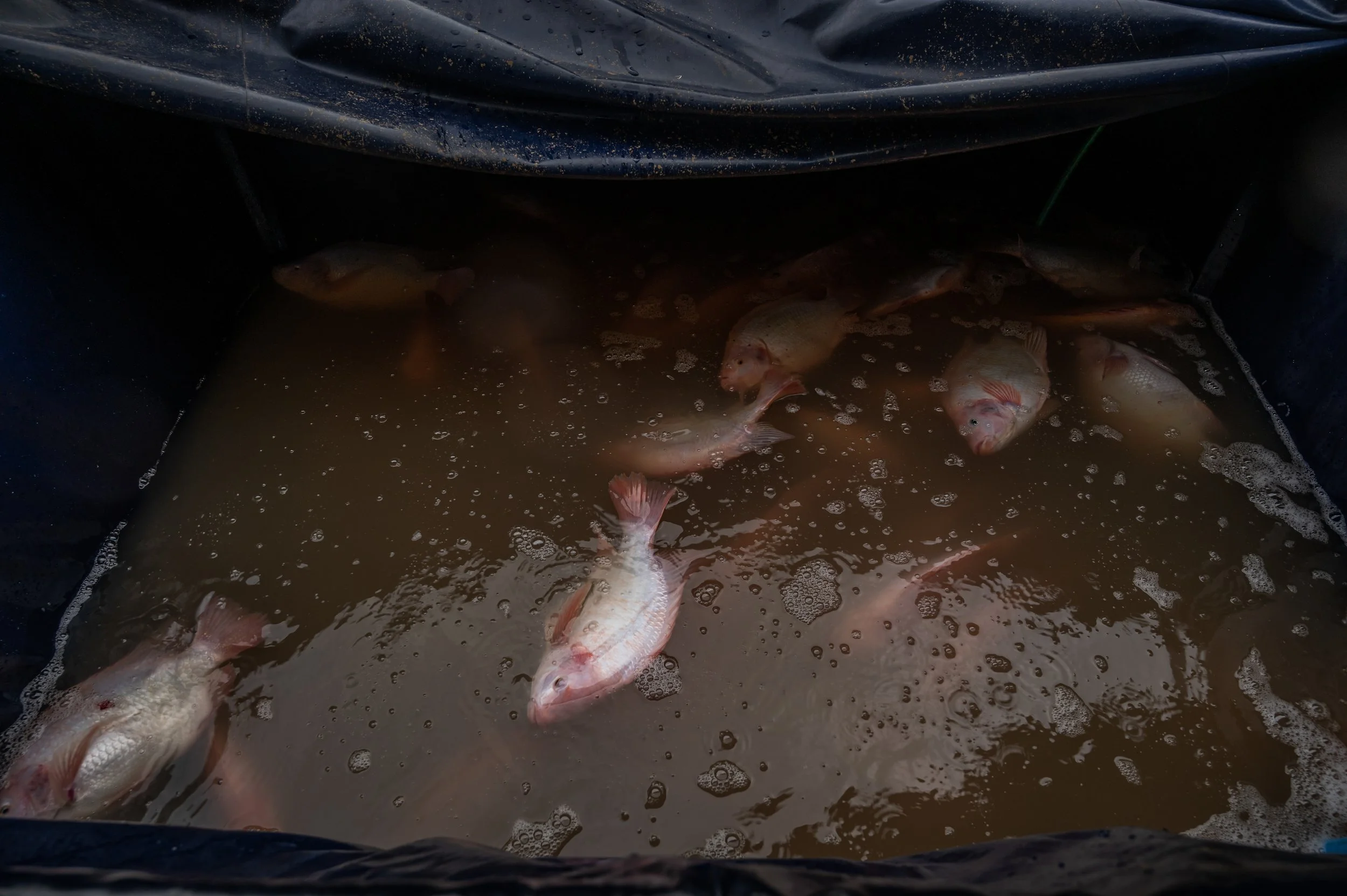 fish farm thailand-169.jpg