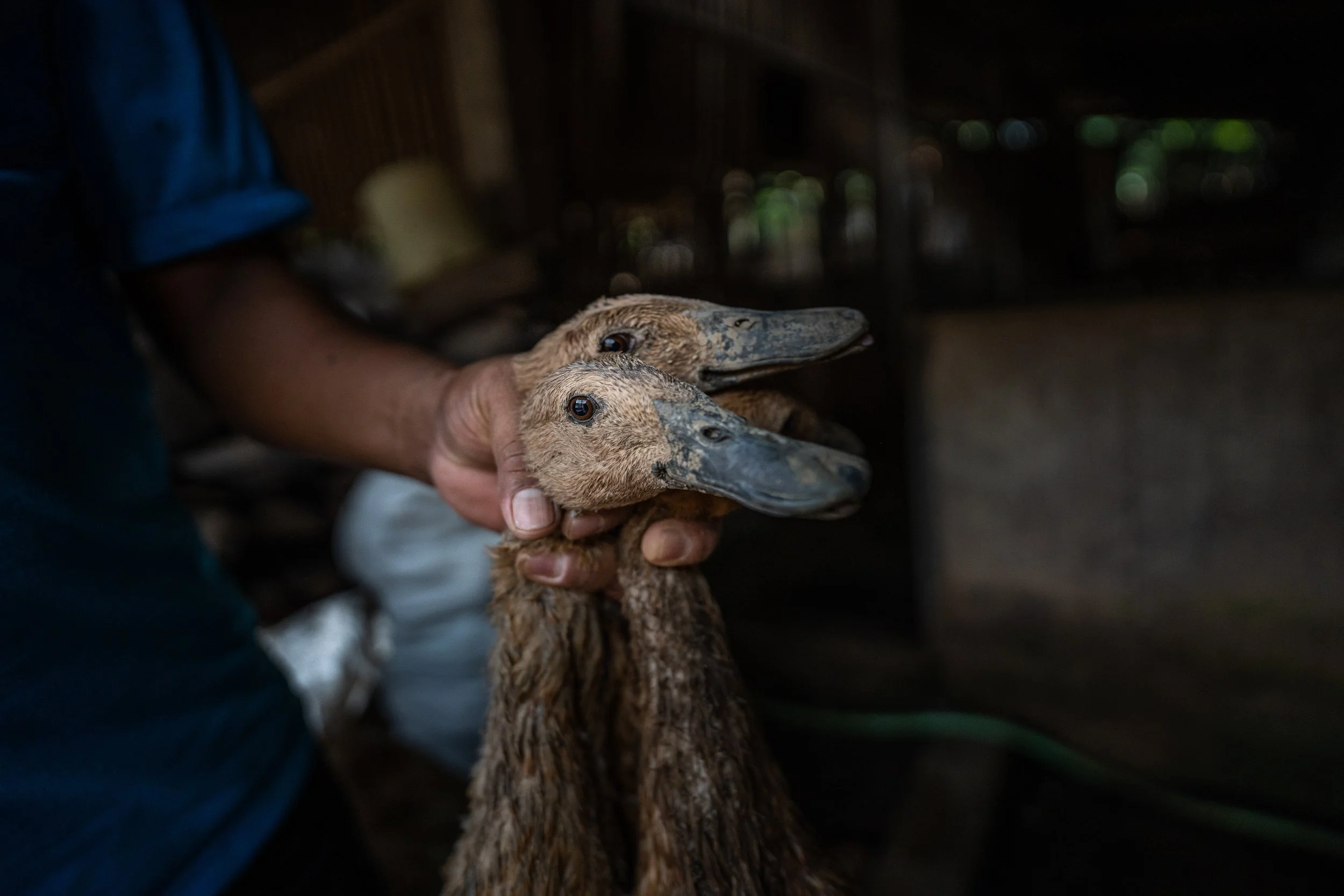 duck farm indonesia-15.jpg