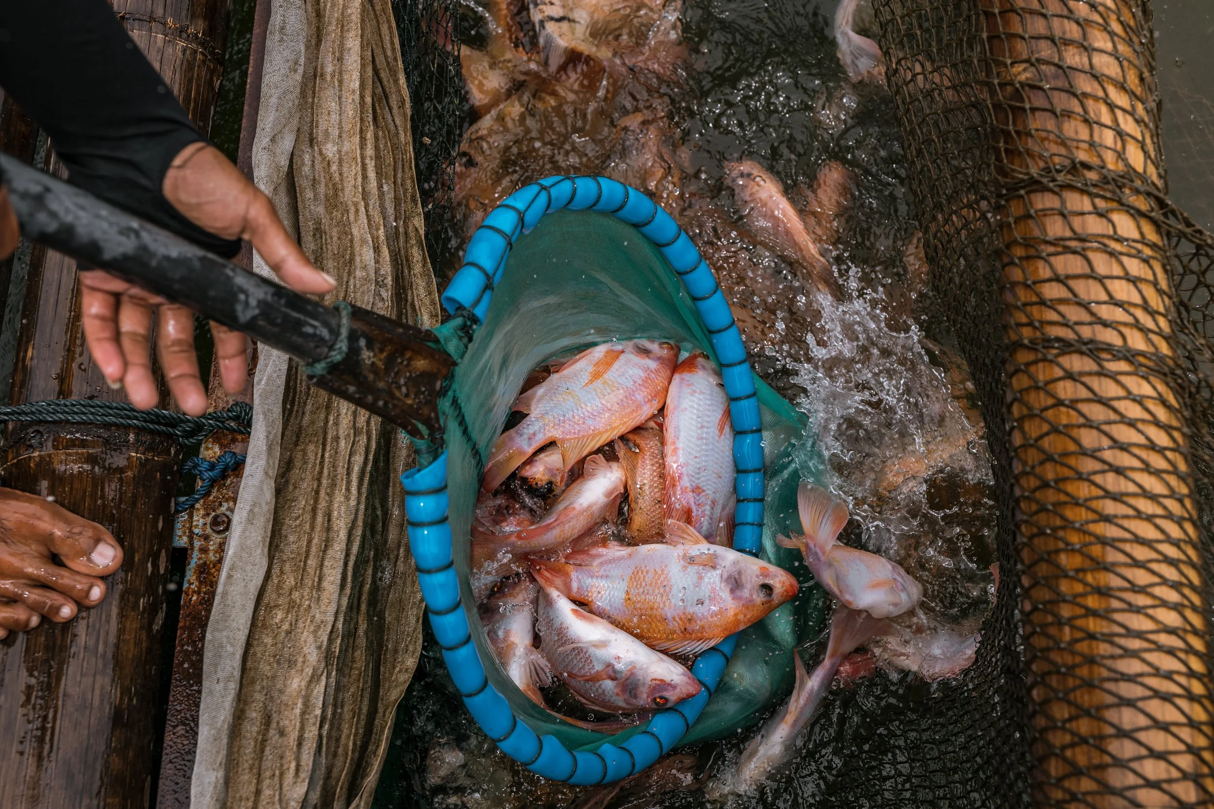 fish farm indonesia-40.jpg
