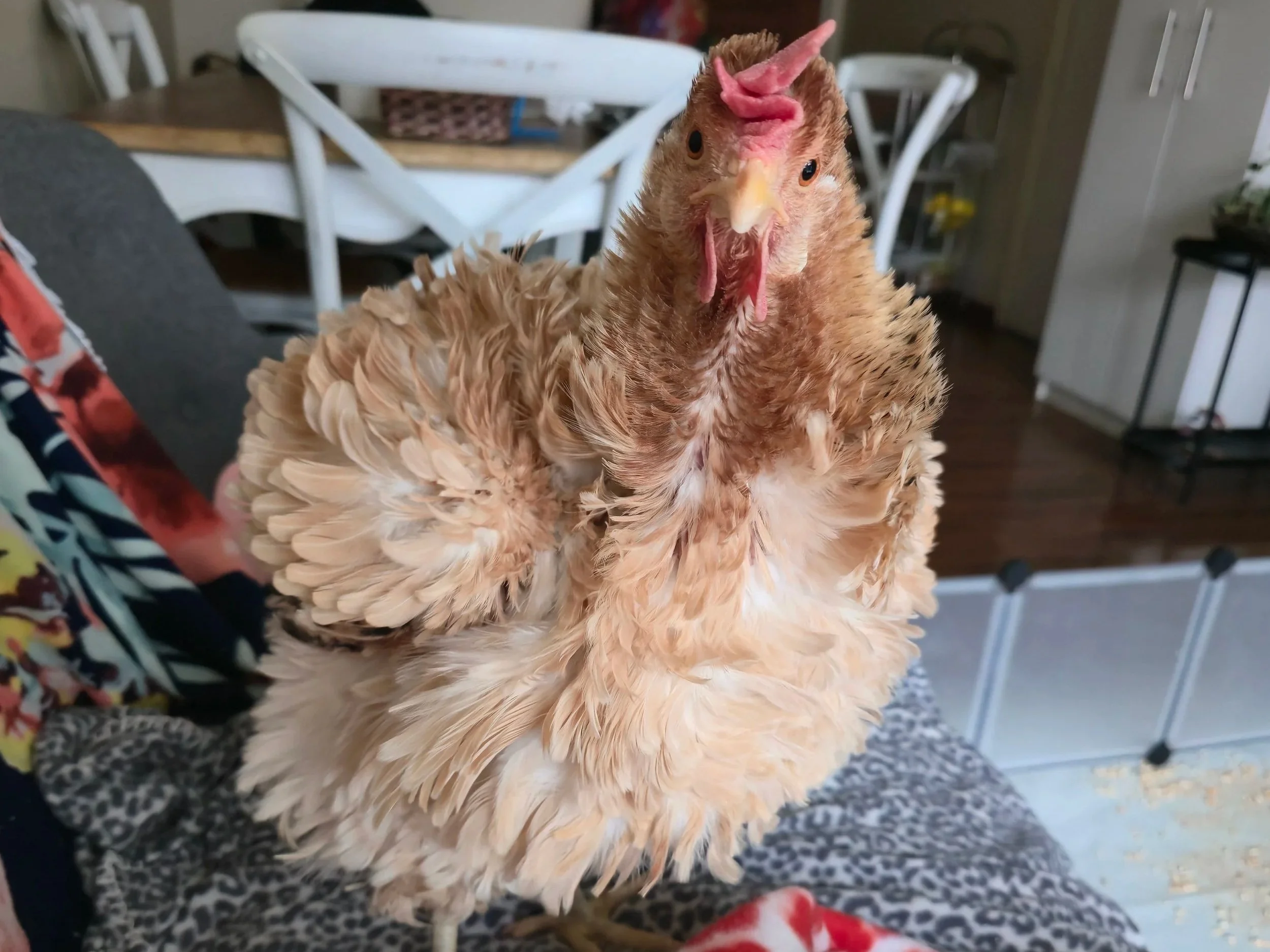 A close-up, front-facing view of Elena, a fluffy brown rescued laying hen with a small pink comb, standing indoors on a leopard-print blanket with a domestic dining area visible in the background.