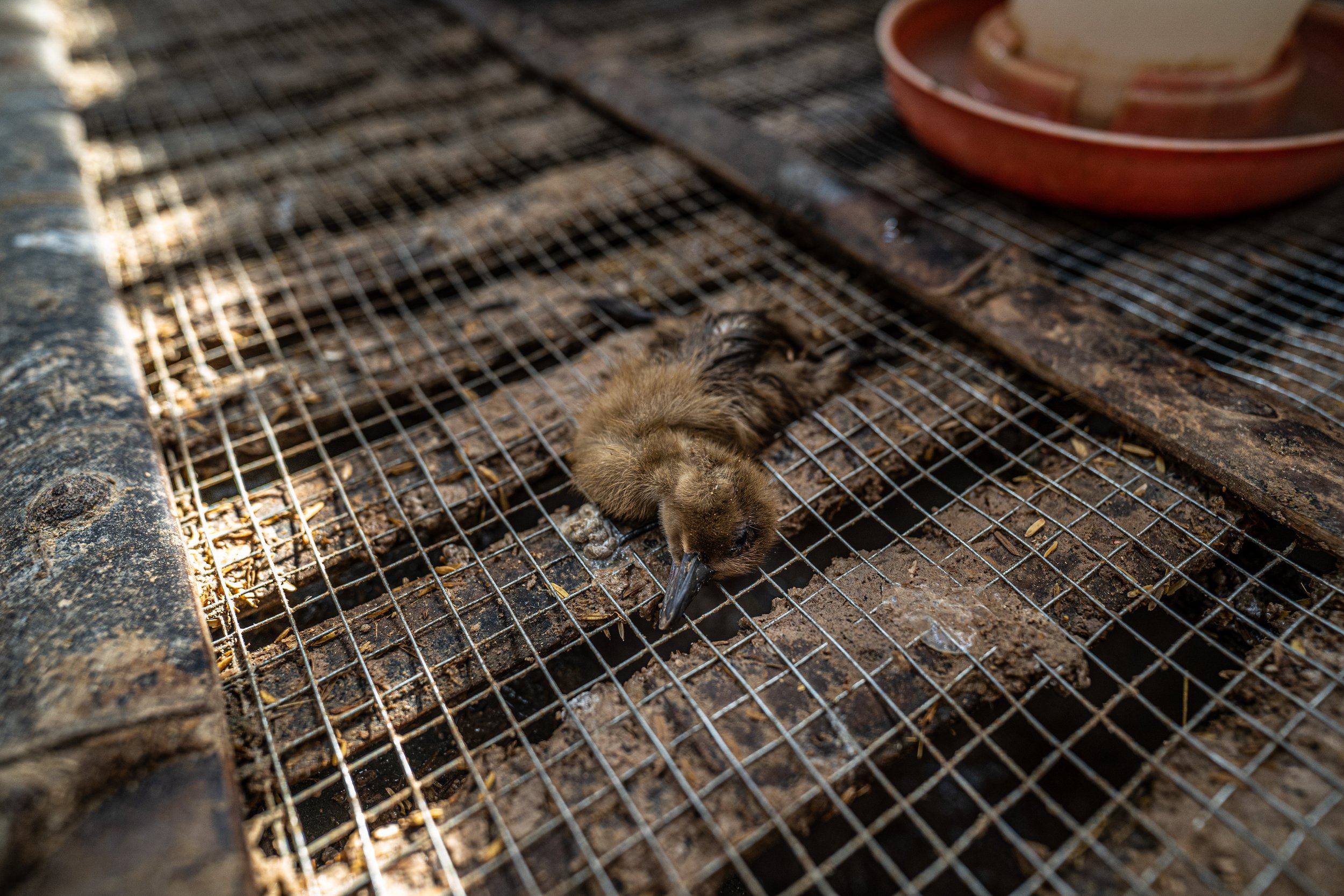 duck farm indonesia-141.jpg