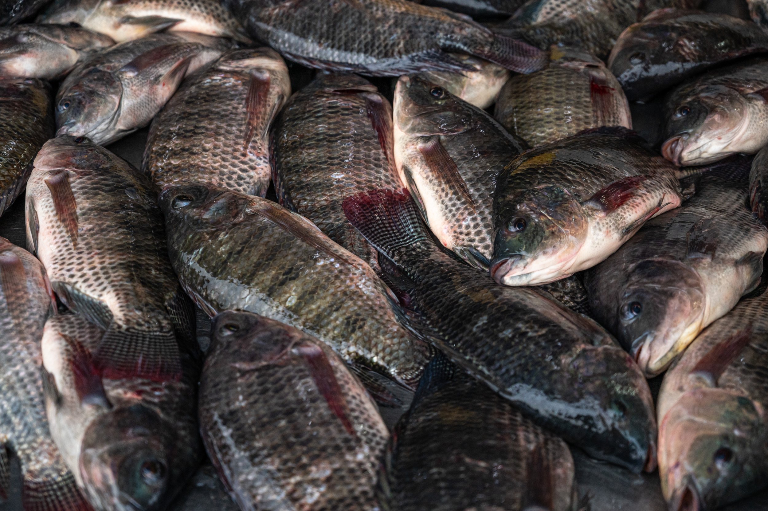 fish farm thailand-74.jpg
