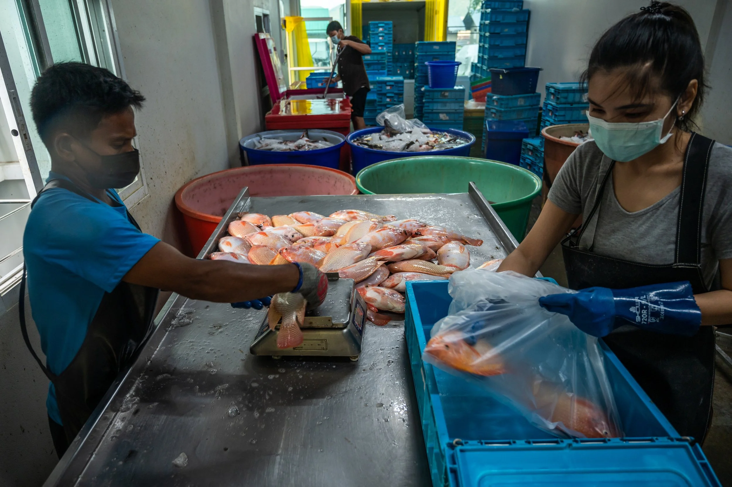 fish farm thailand-182.jpg