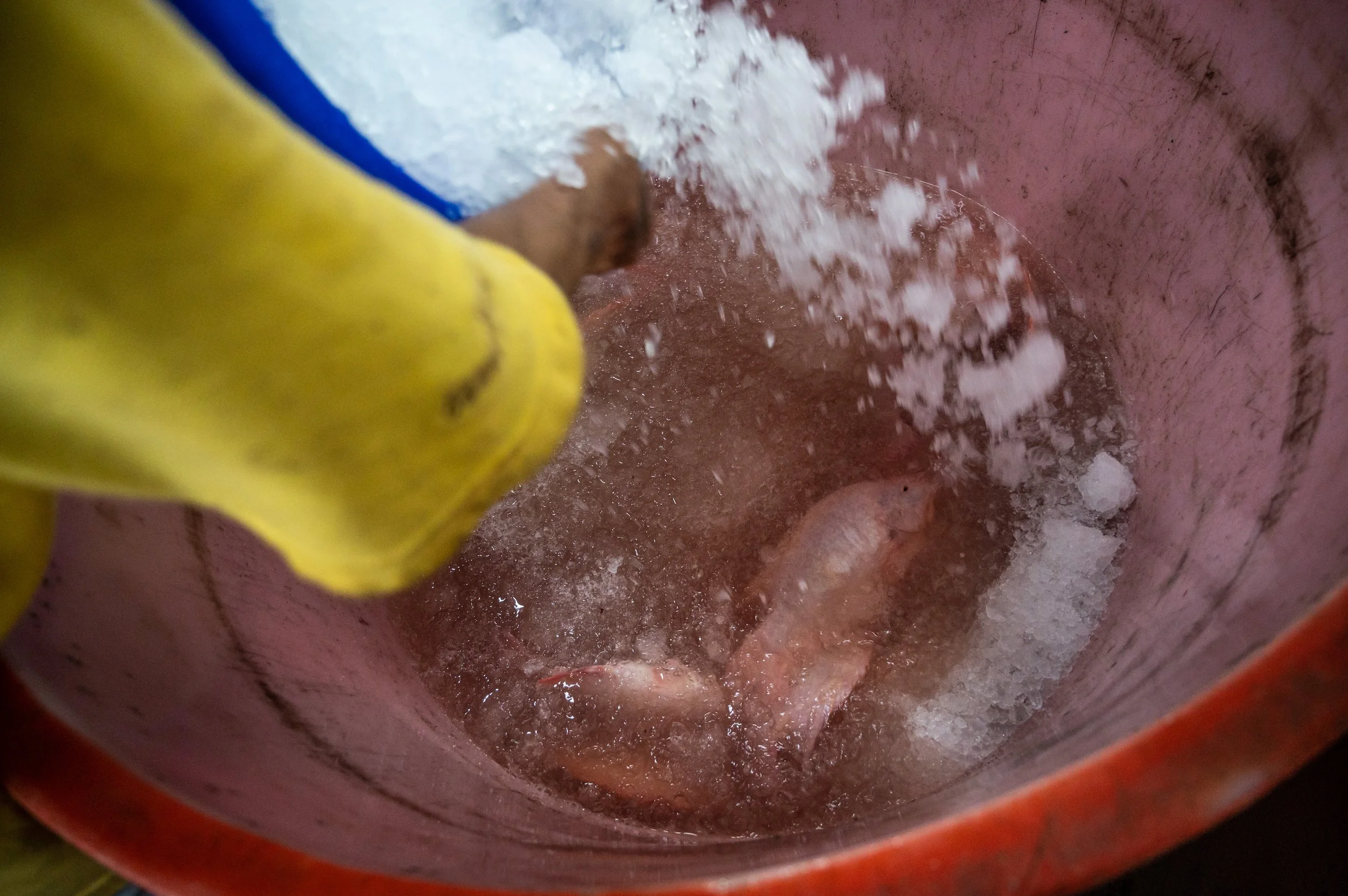 fish farm thailand-242.jpg