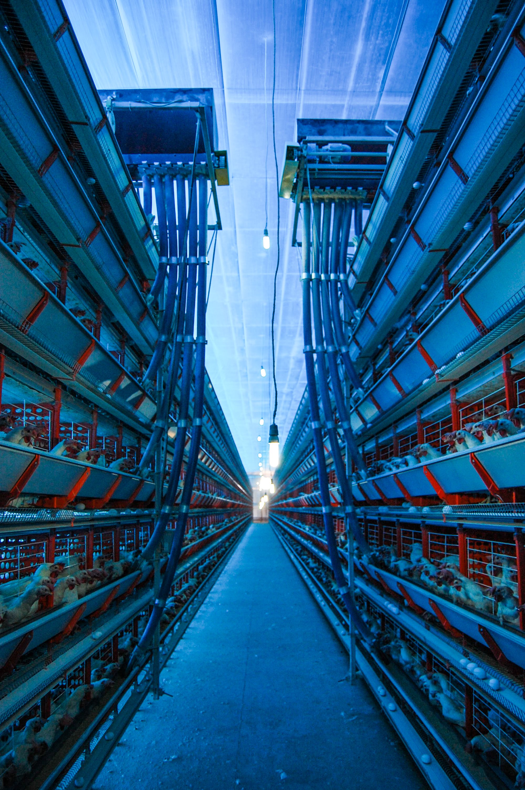 brazilmoreeggfarms-29-of-70jpg.jpg
