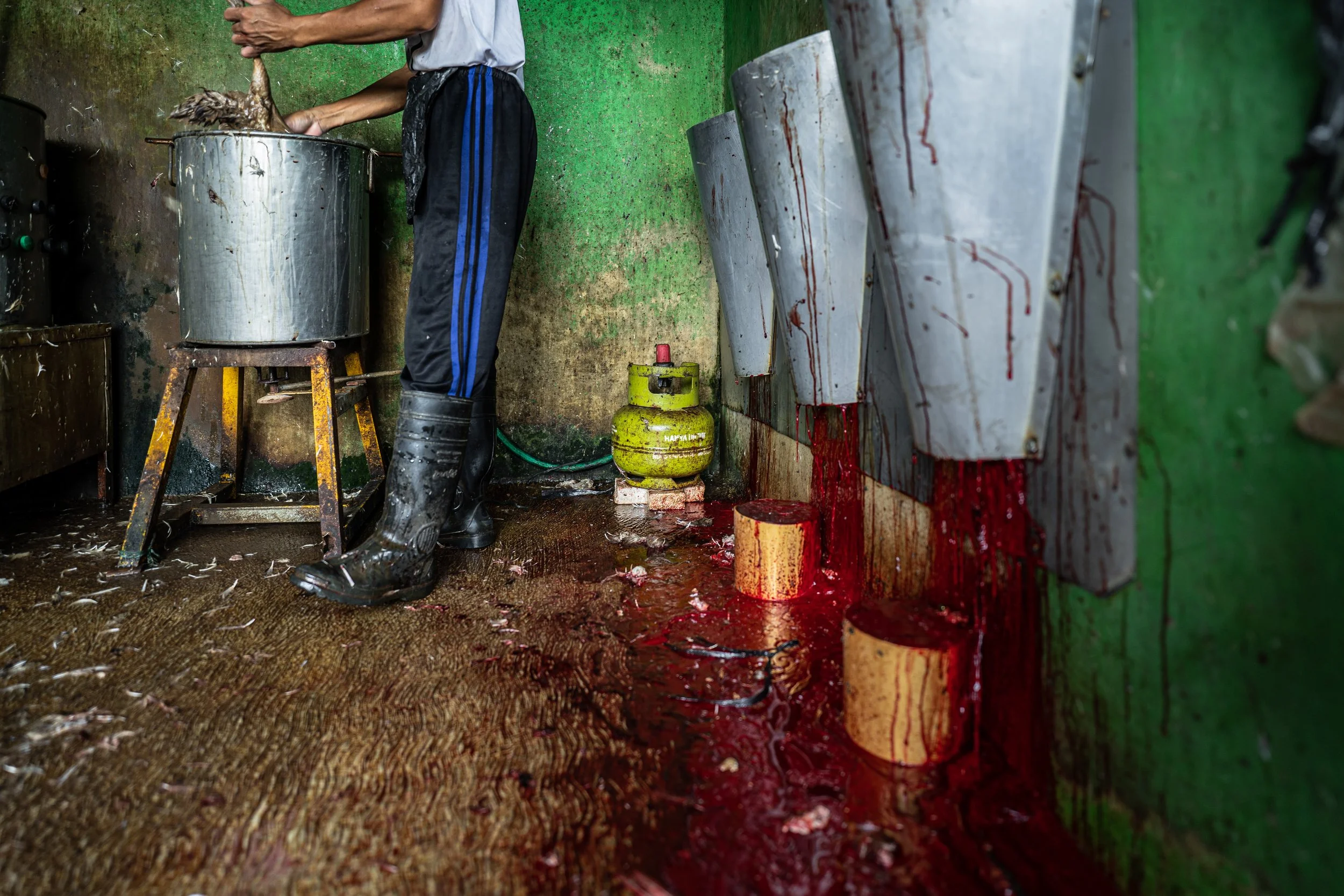duck farm indonesia-51.jpg