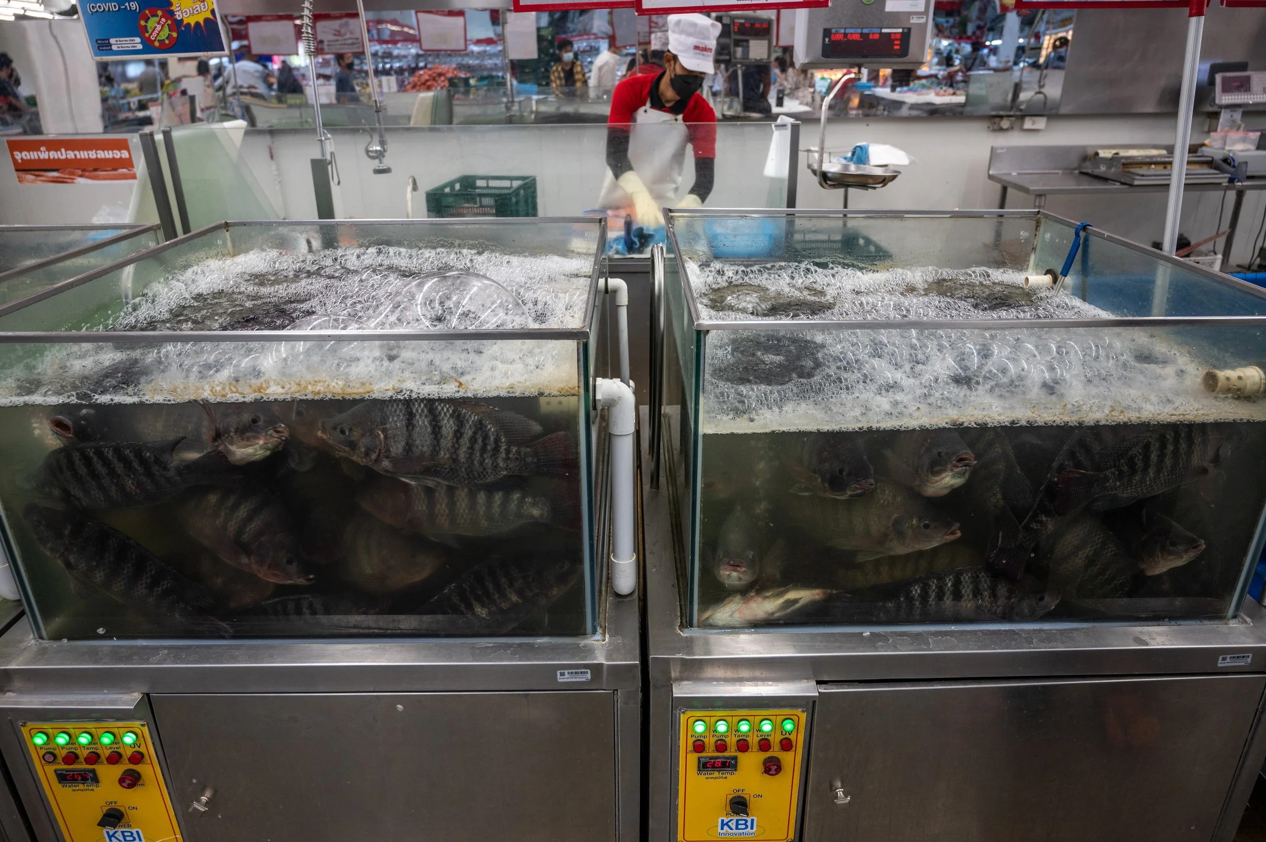 fish farm thailand-128.jpg