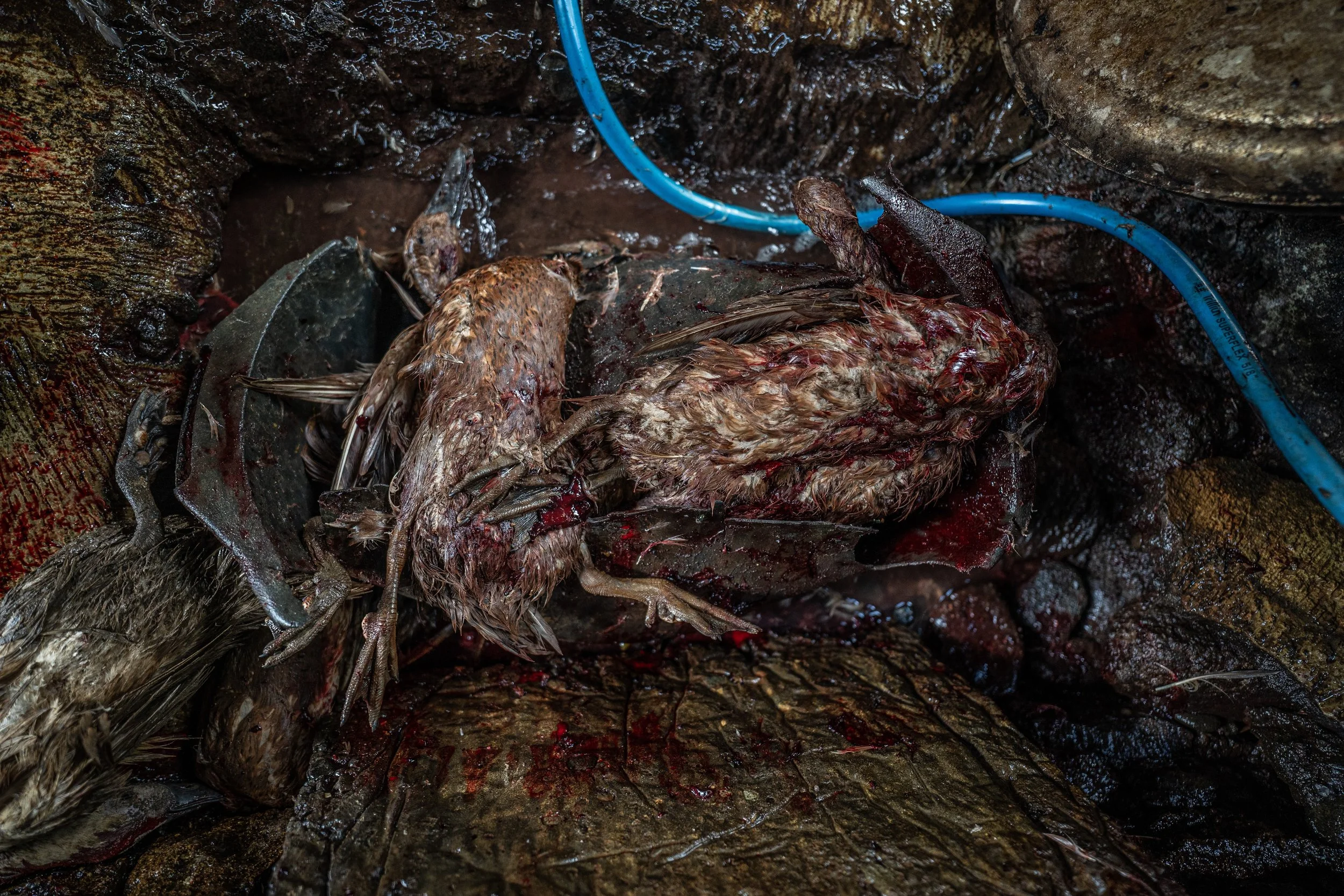 duck farm indonesia-121.jpg