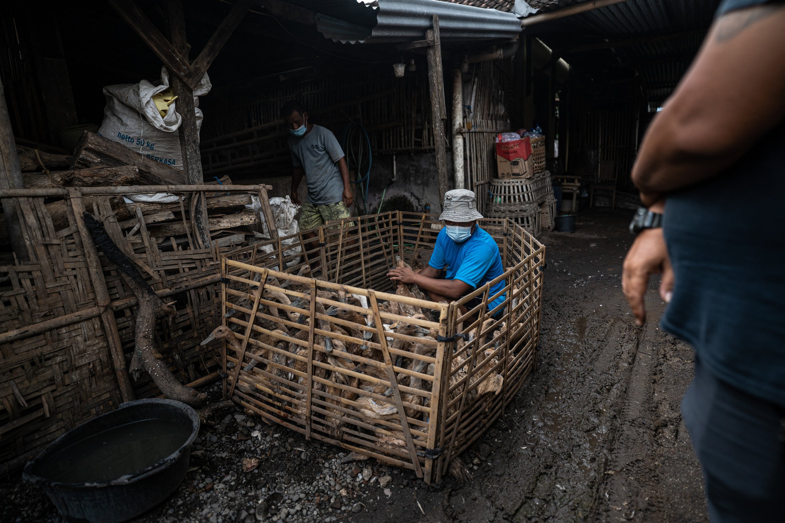 duck farm indonesia-56.jpg
