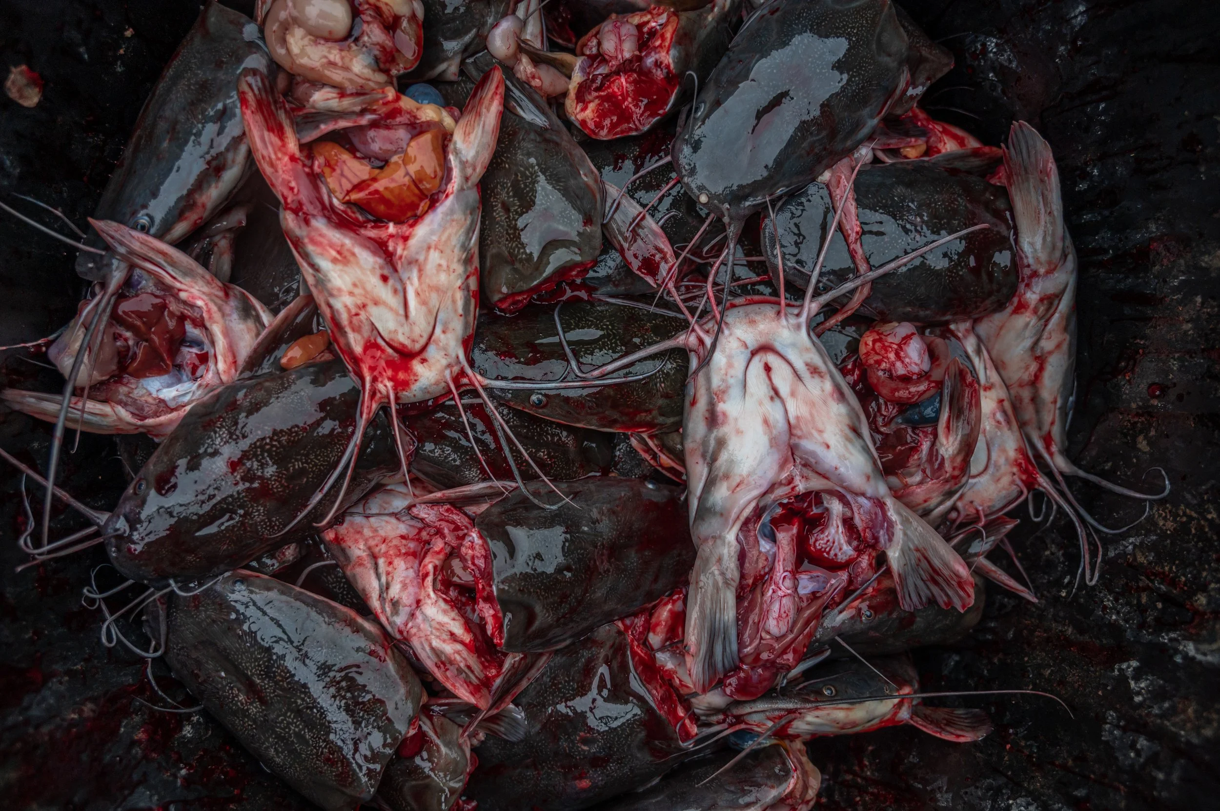 fish farm thailand-30.jpg