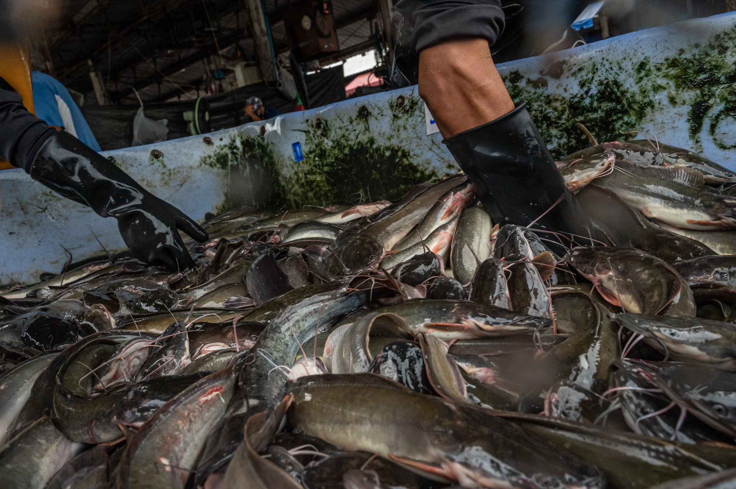 fish farm thailand-40.jpg