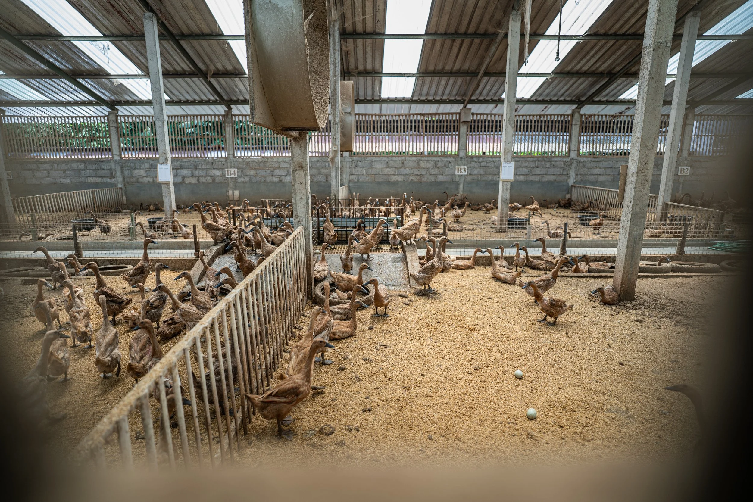 duck farm indonesia-20.jpg
