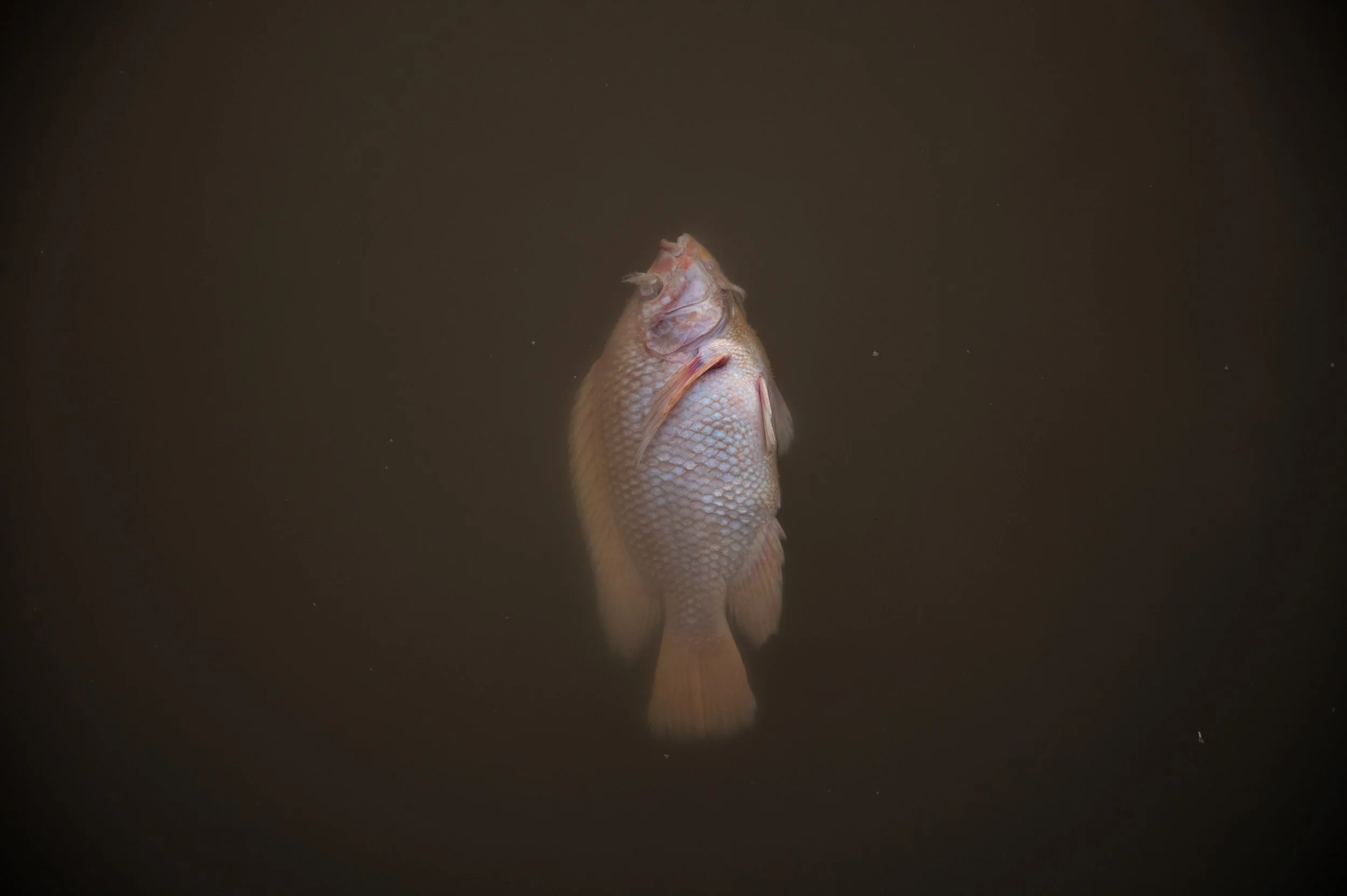 fish farm thailand-106.jpg