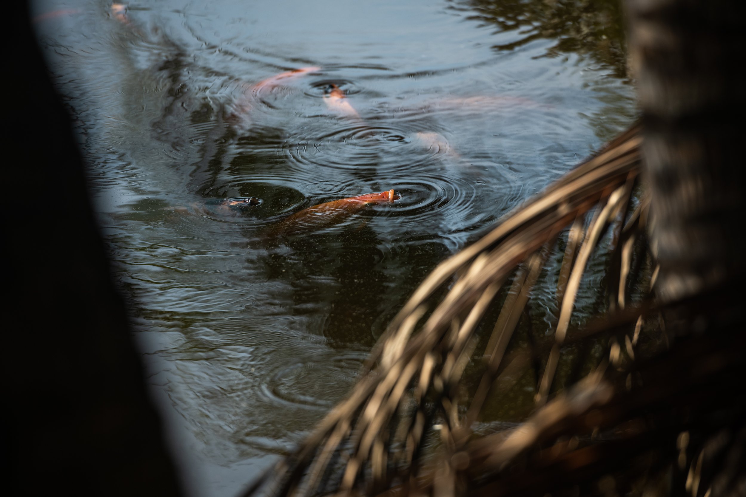 fish farm thailand-237.jpg