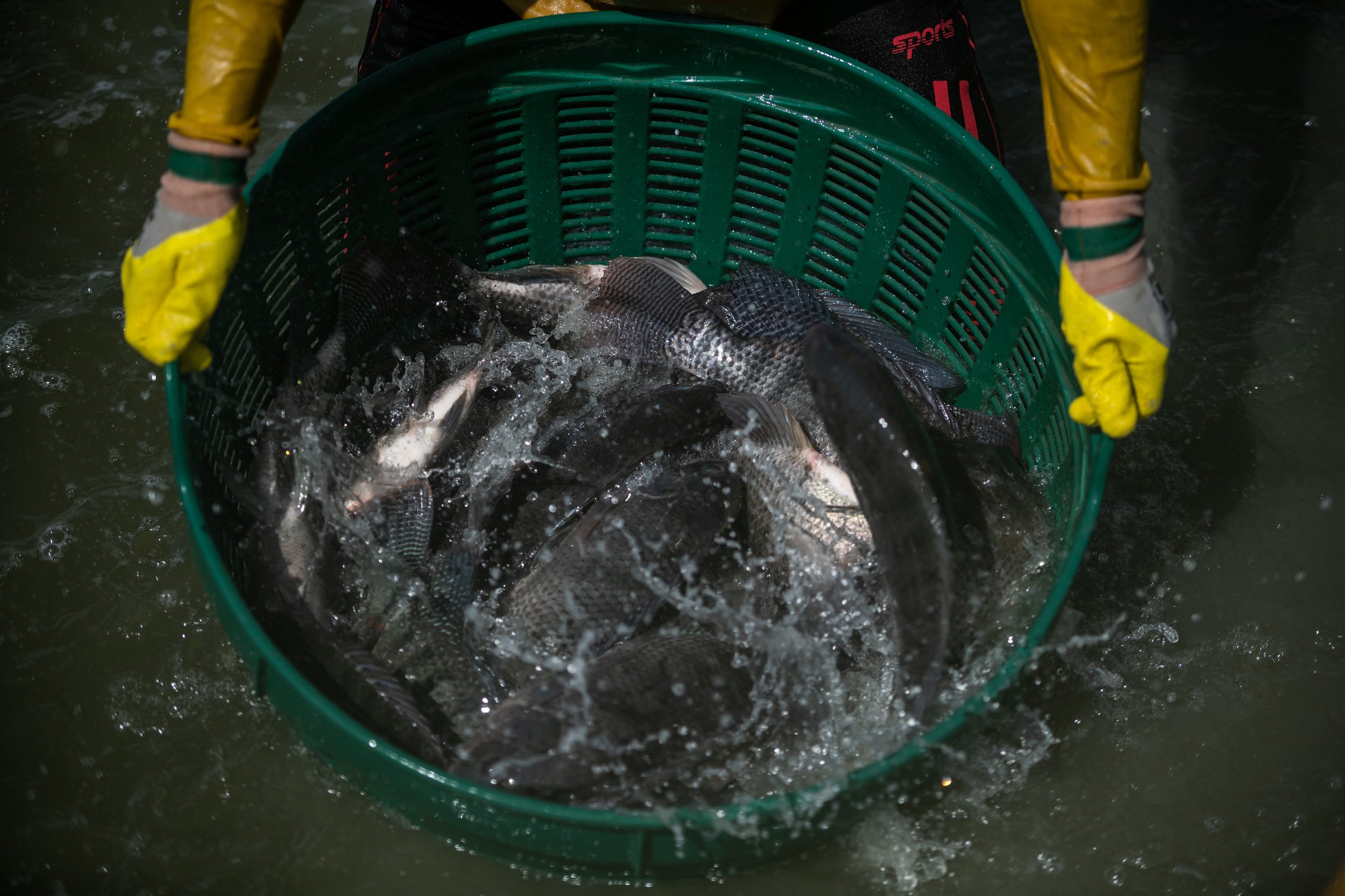 fish farm thailand-166.jpg