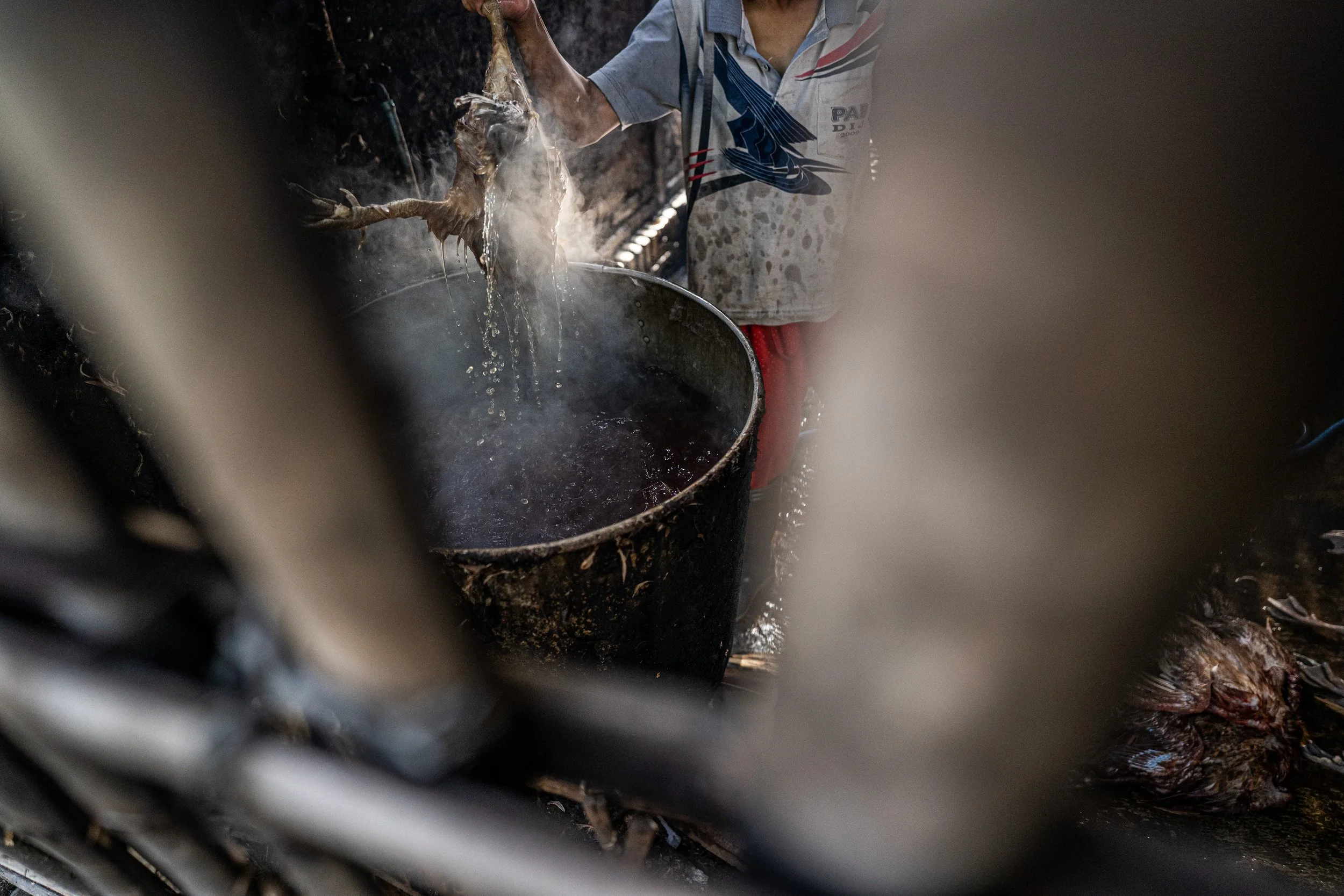 duck farm indonesia-111.jpg