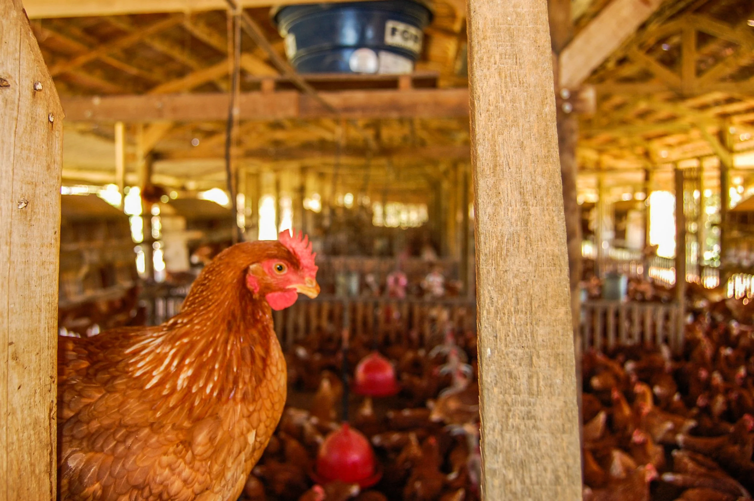 brazilmoreeggfarms-57-of-70jpg.jpg