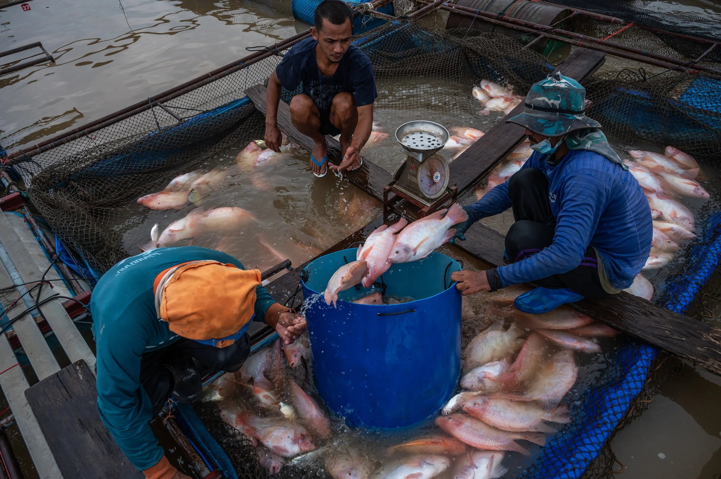 fish farm thailand-216.jpg
