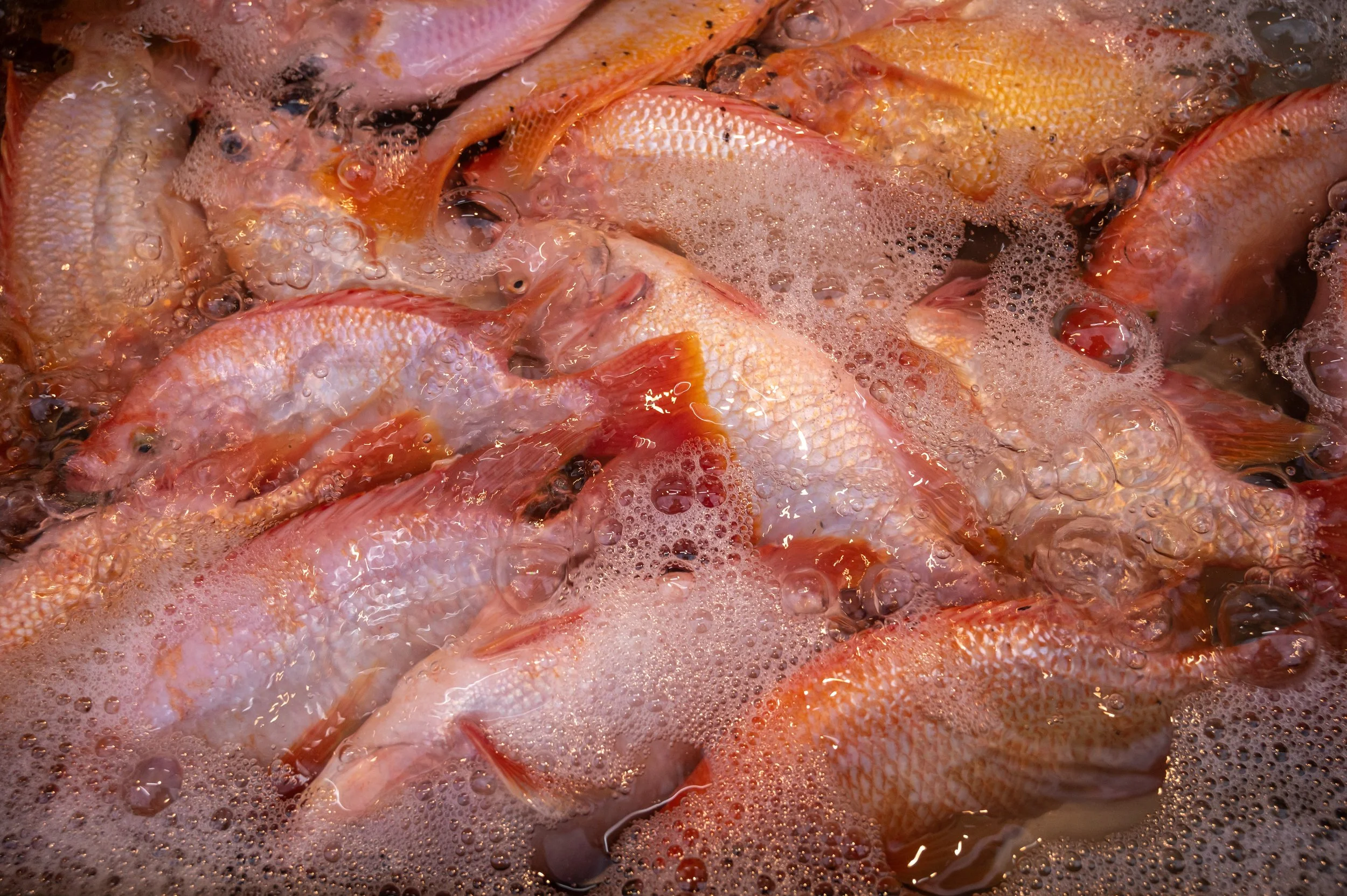 fish farm thailand-136.jpg