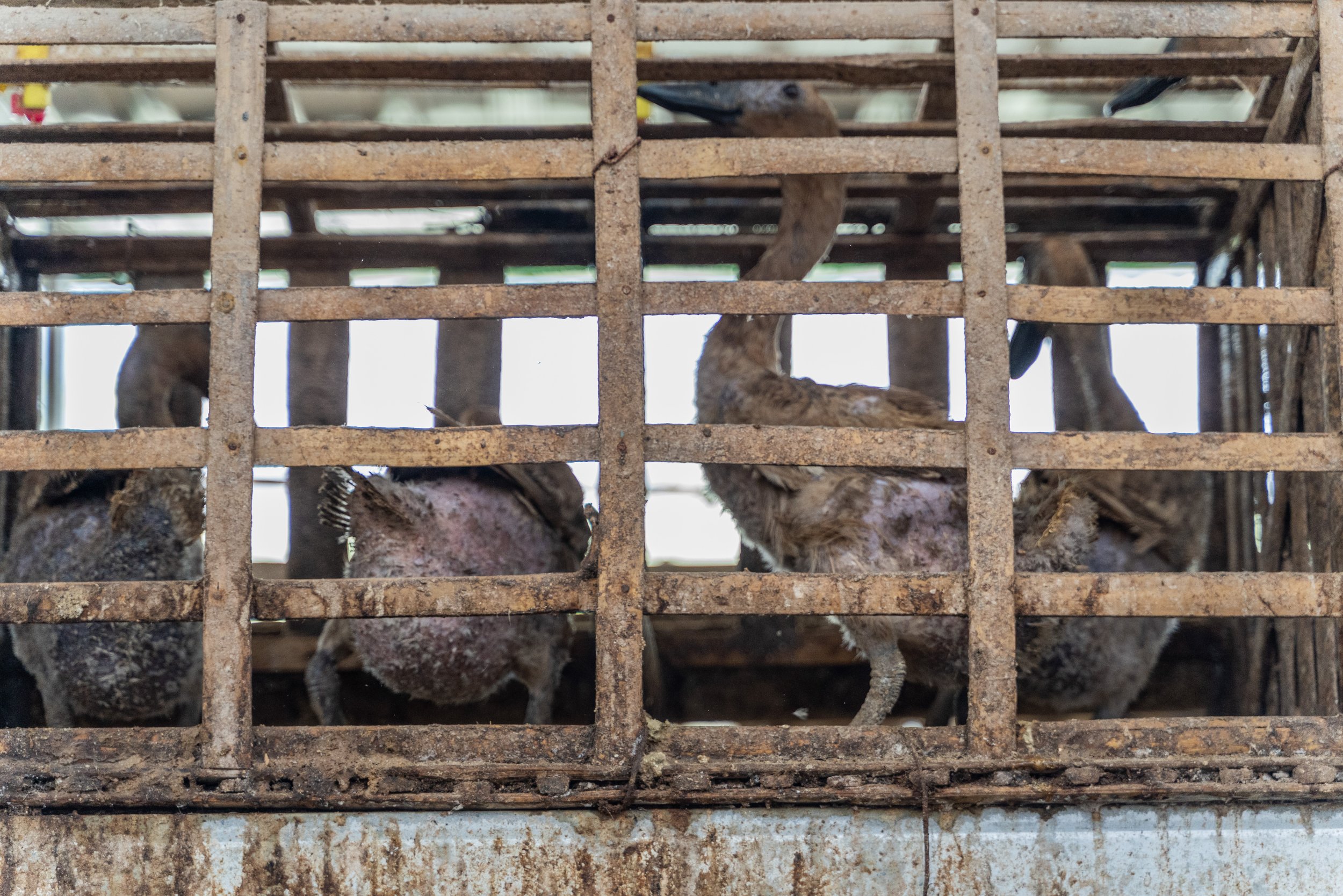 duck farm indonesia-172.jpg