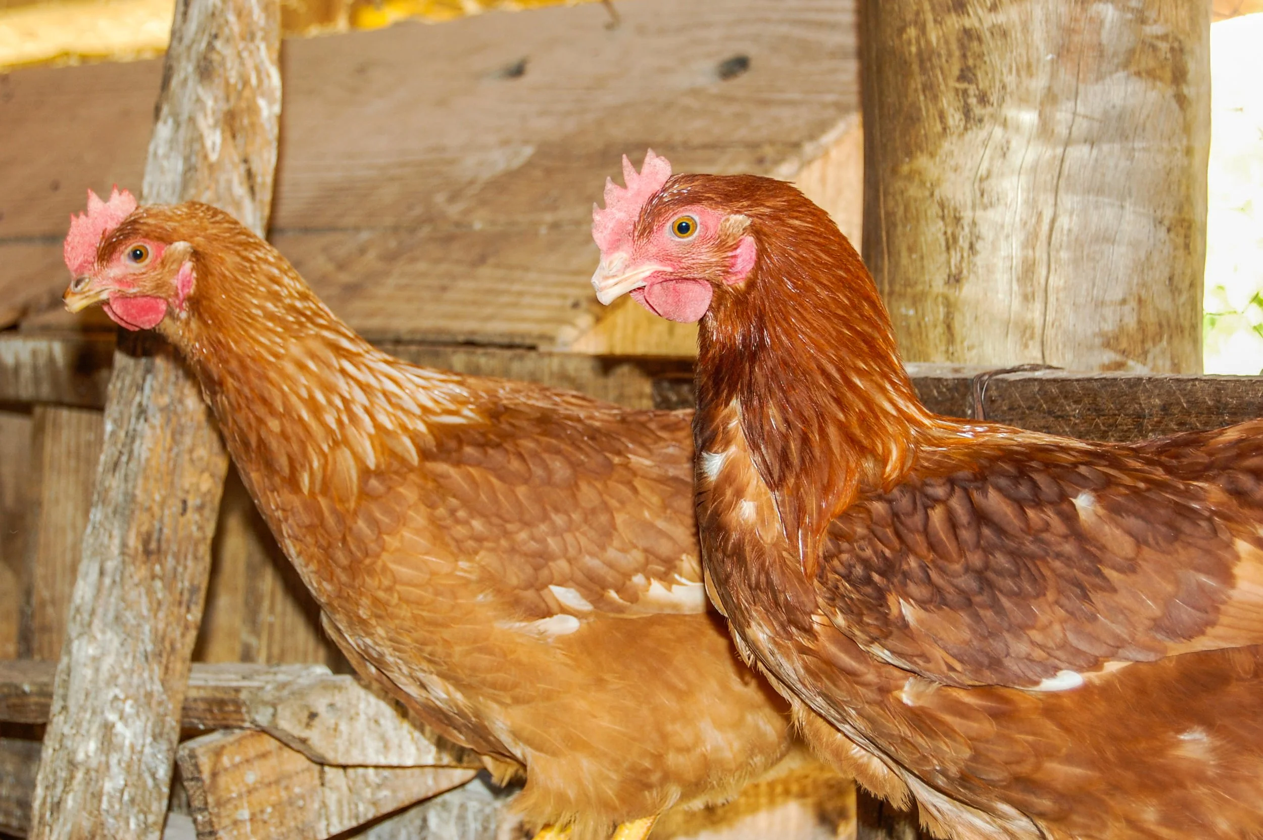 brazilmoreeggfarms-65-of-70jpg.jpg