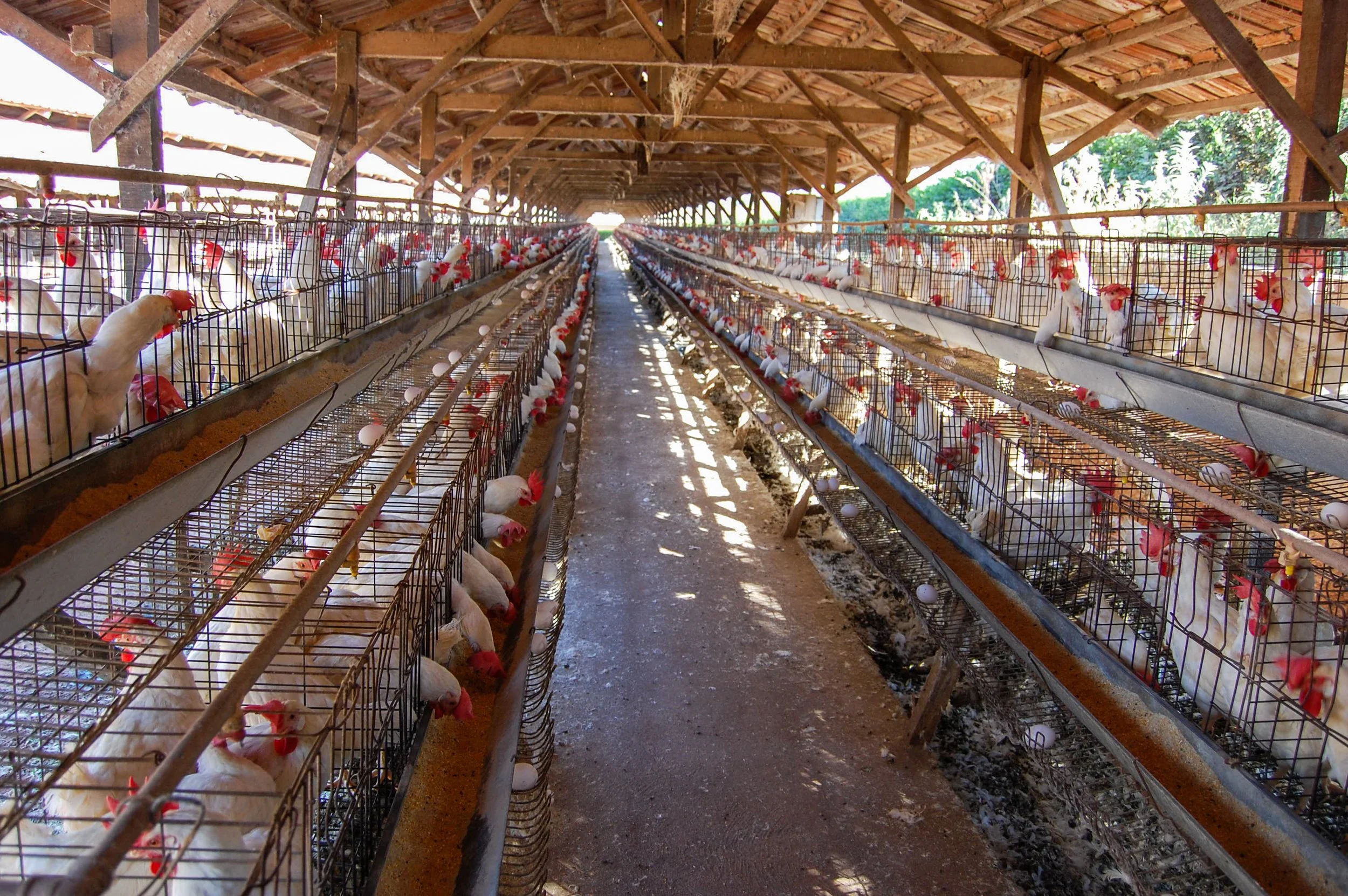 brazilmoreeggfarms-5-of-70jpg.jpg