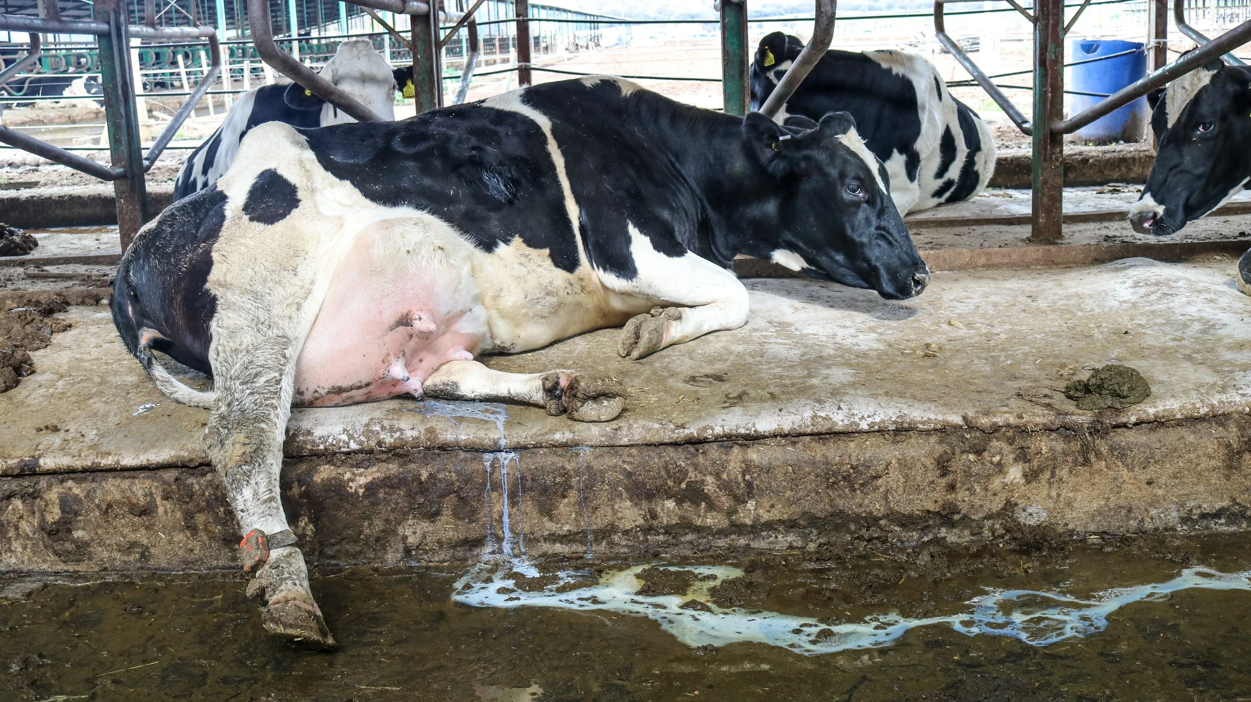 leche-25-of-32jpg.jpg