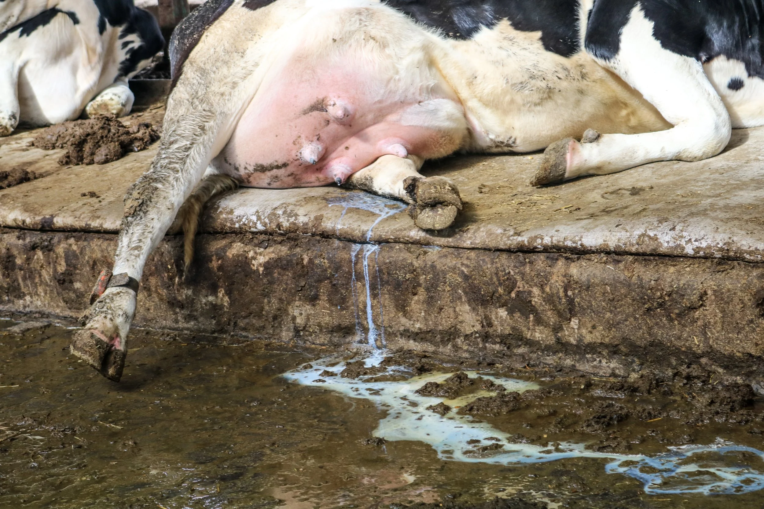 leche-24-of-32jpg.jpg