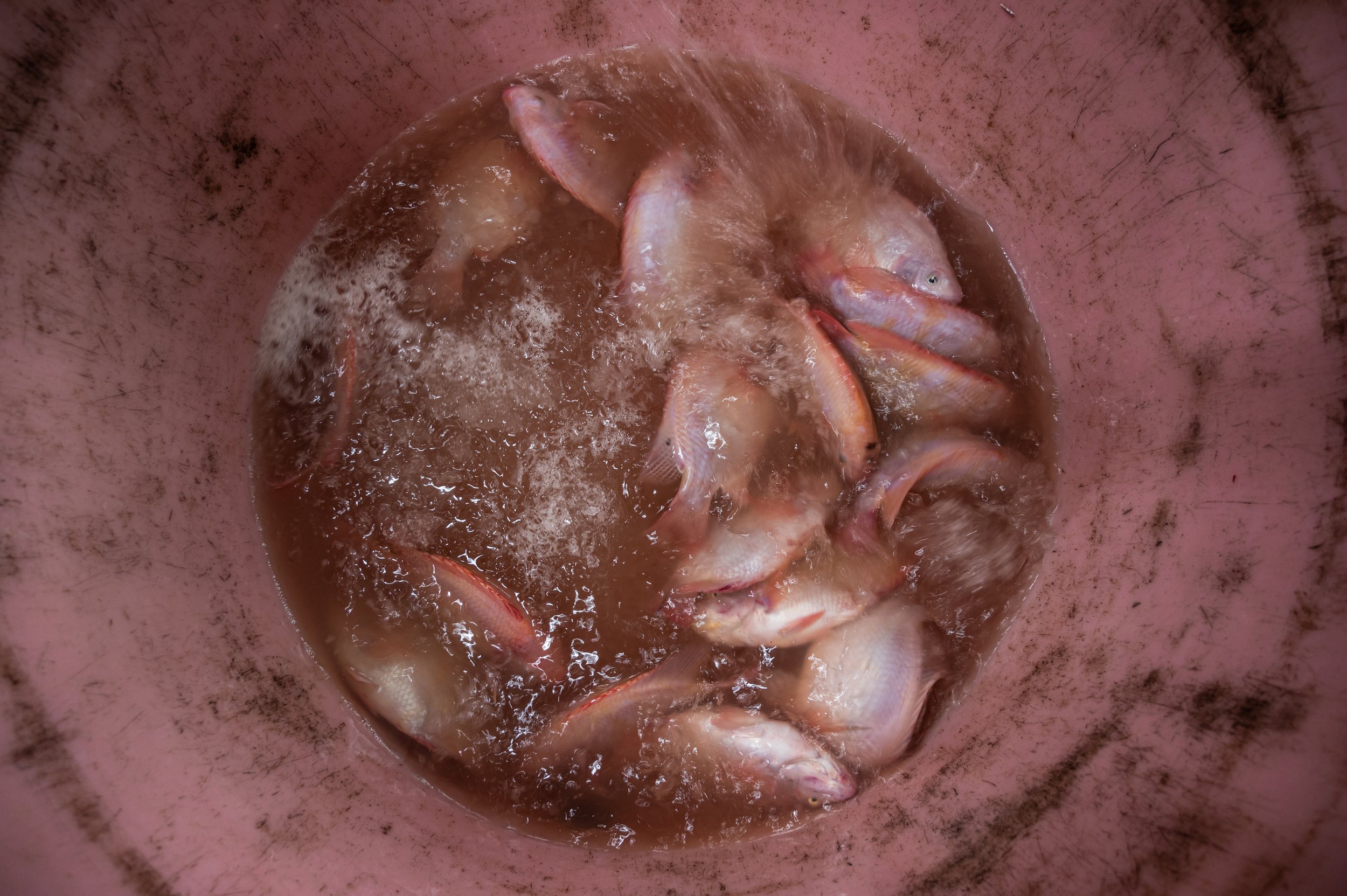 fish farm thailand-194.jpg