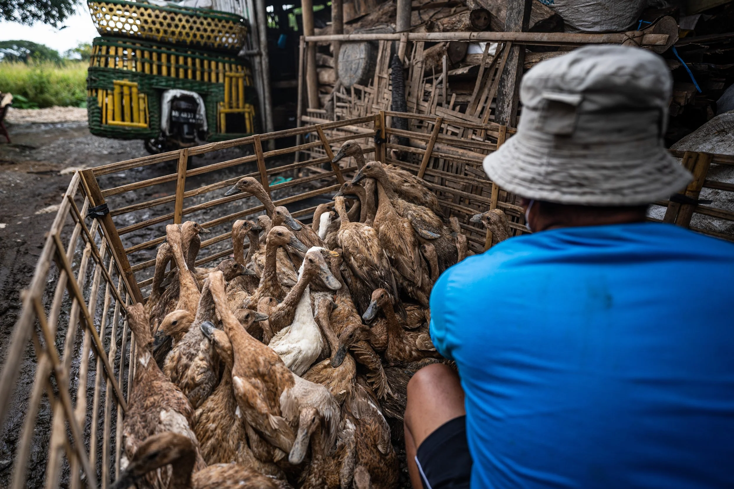 duck farm indonesia-69.jpg