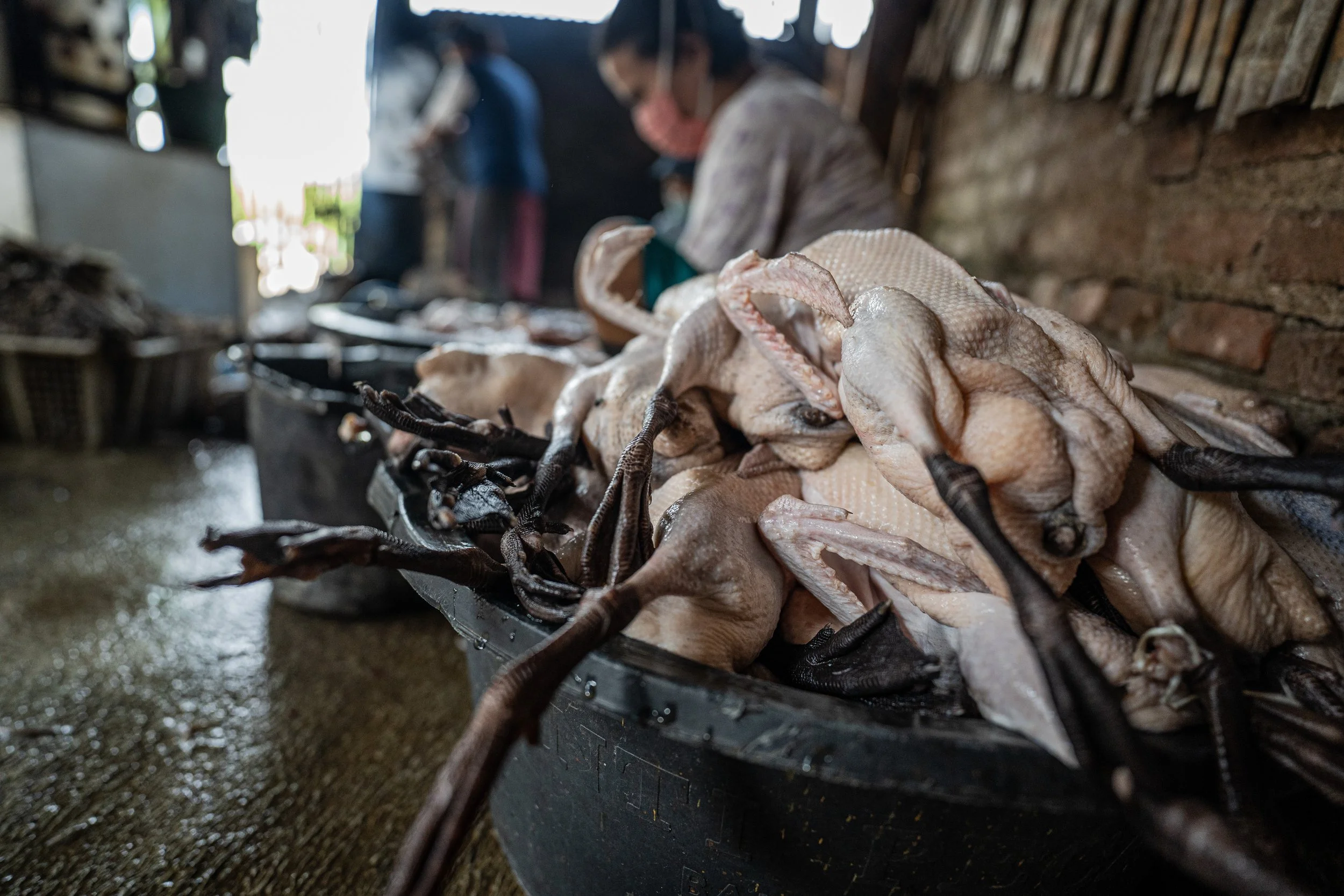 duck farm indonesia-85.jpg