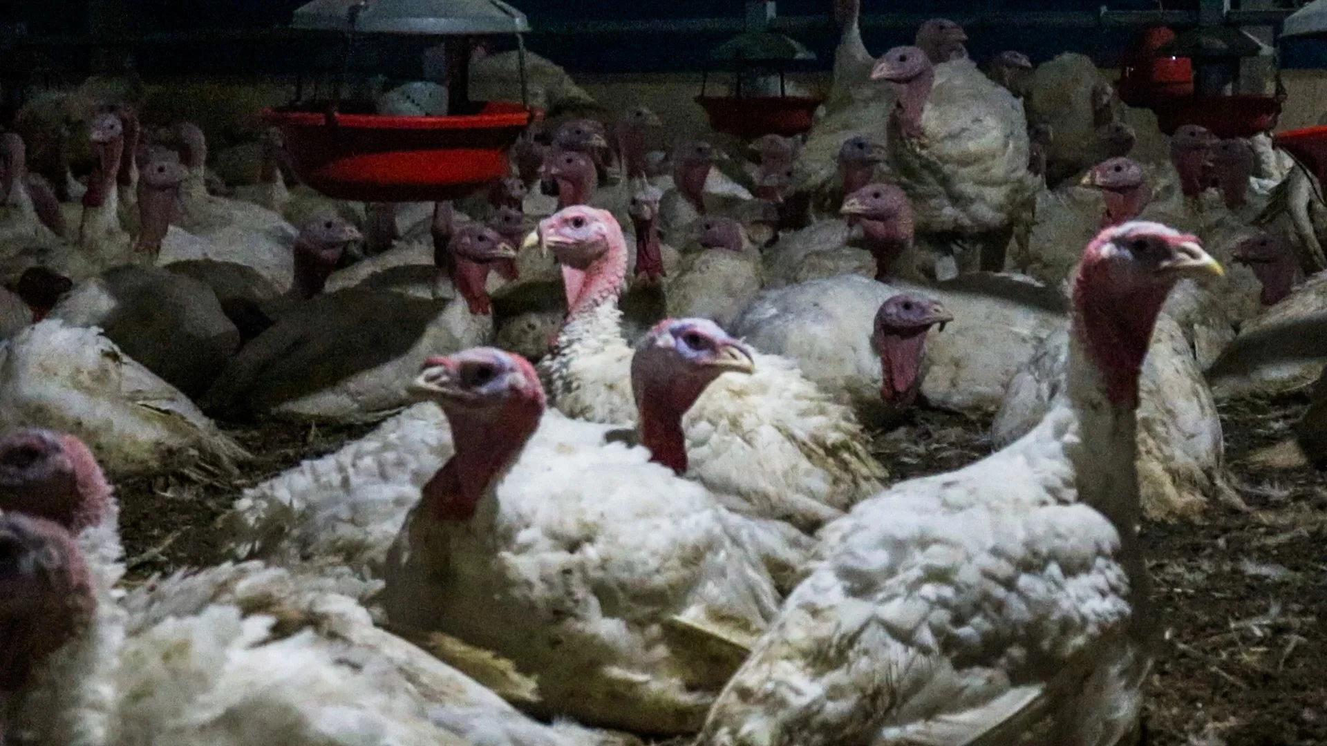 chileturkey-4-of-10jpg.jpg