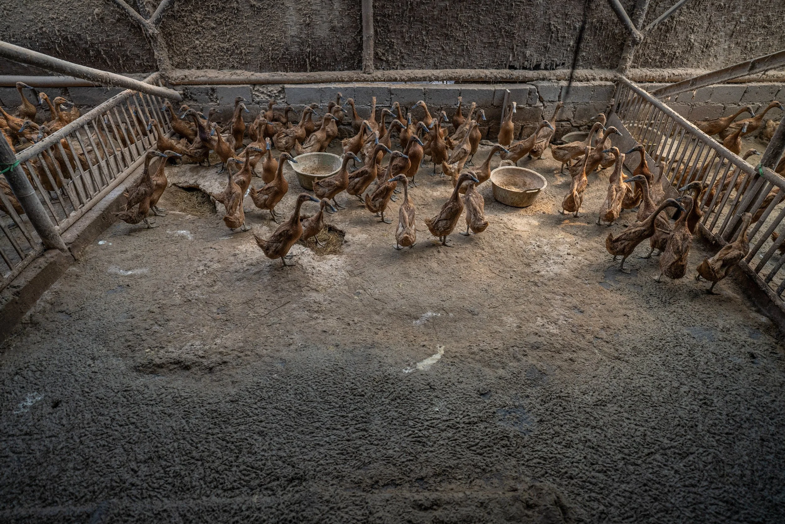 duck farm indonesia-143.jpg