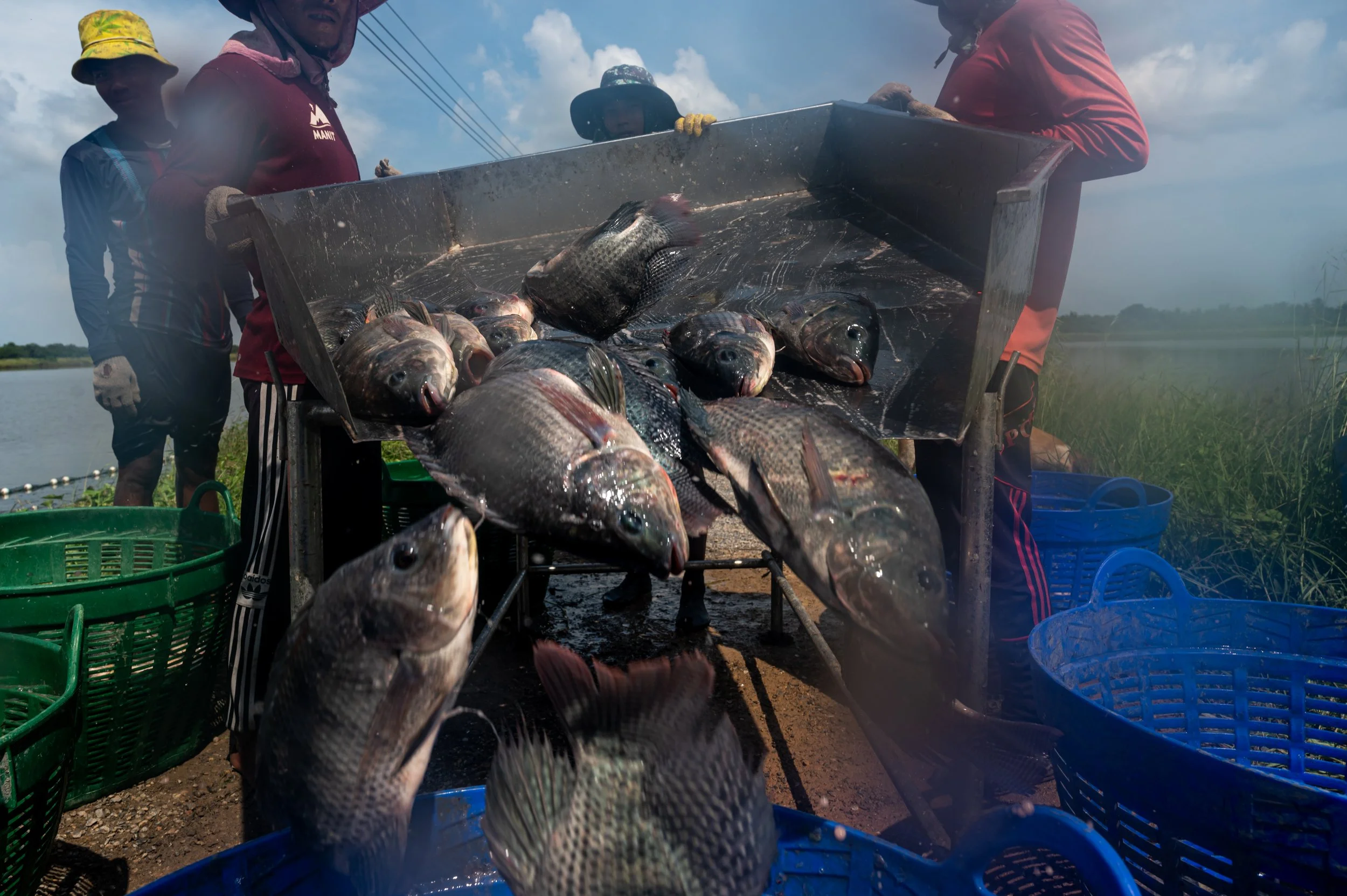 fish farm thailand-96.jpg