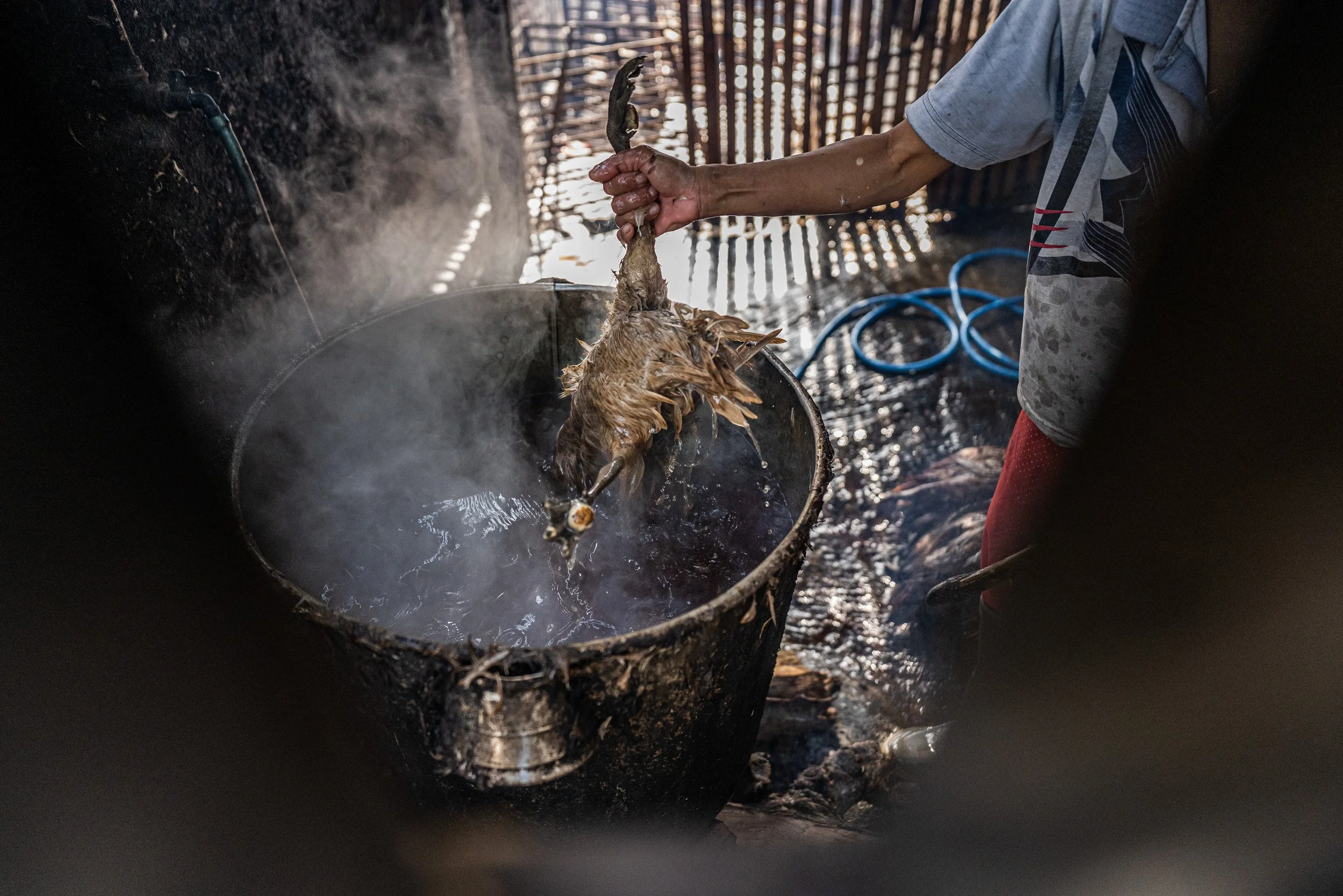 duck farm indonesia-112.jpg