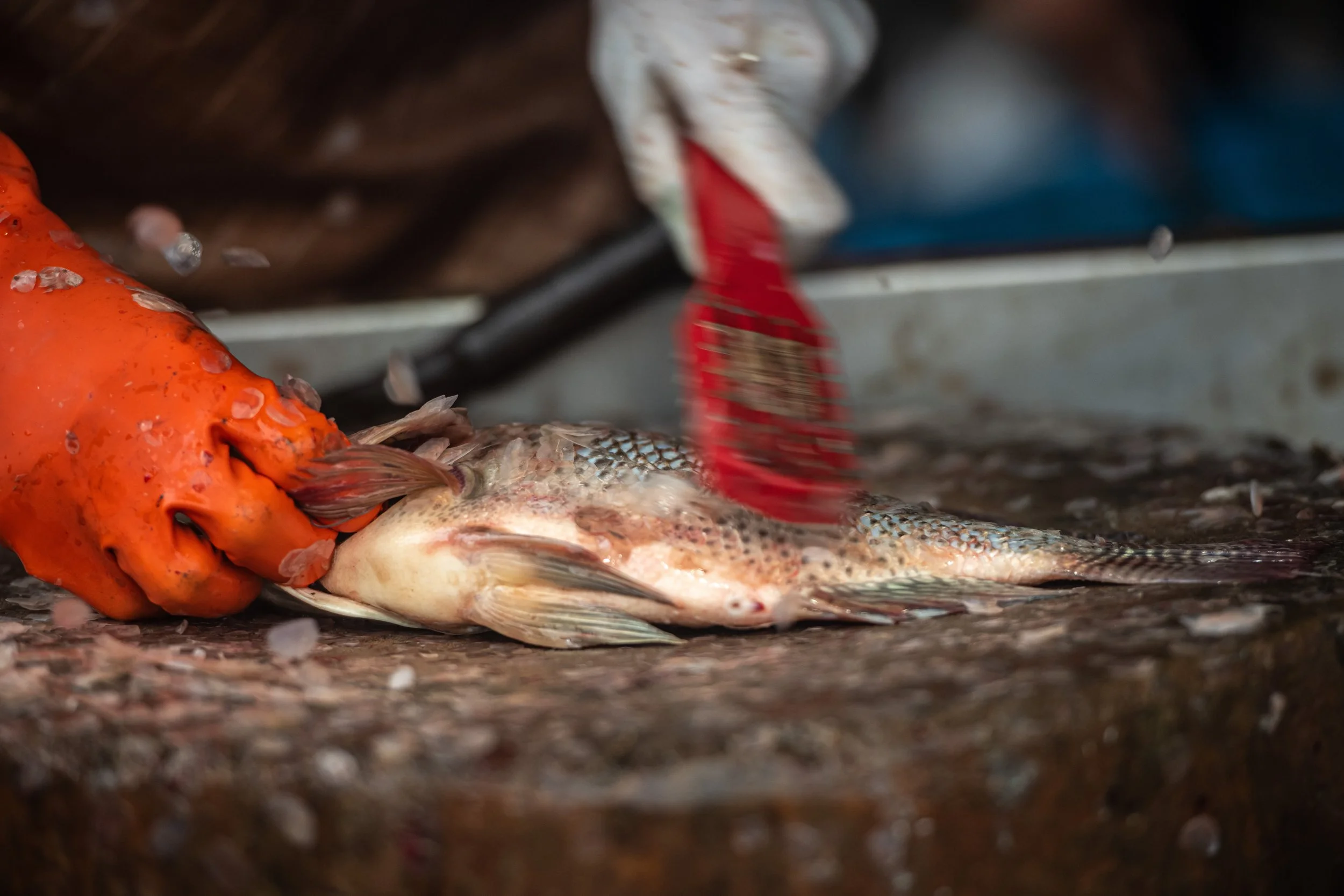 fish farm thailand-28.jpg