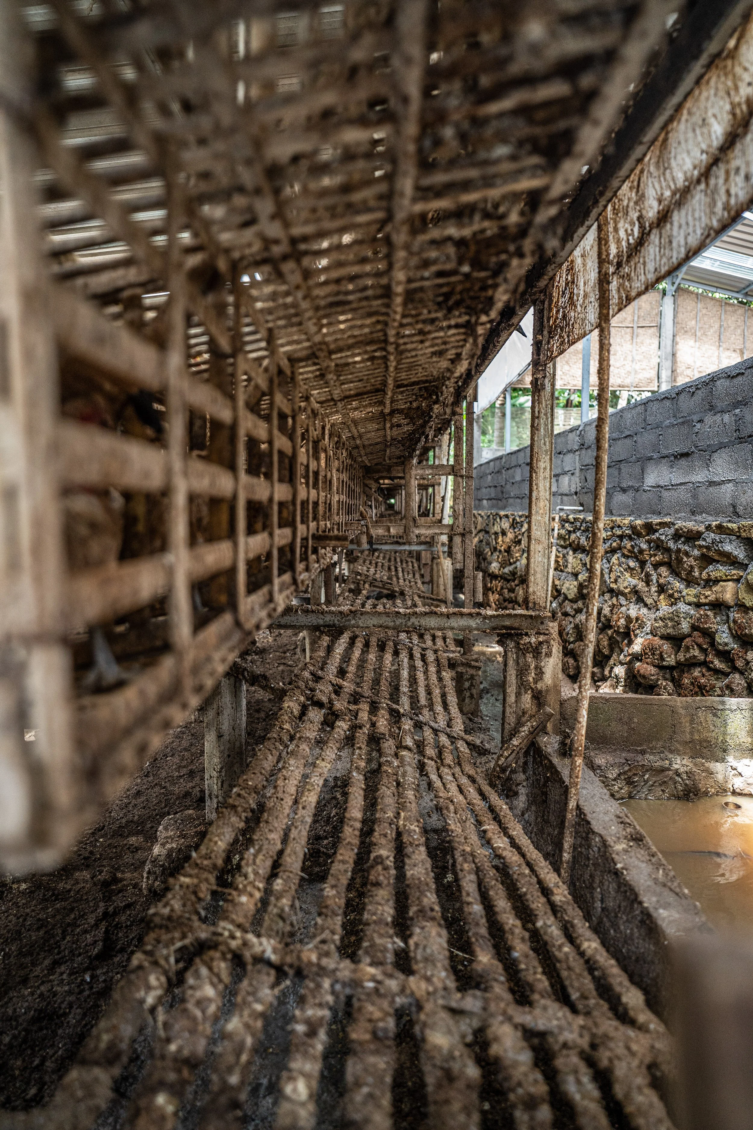 duck farm indonesia-200.jpg