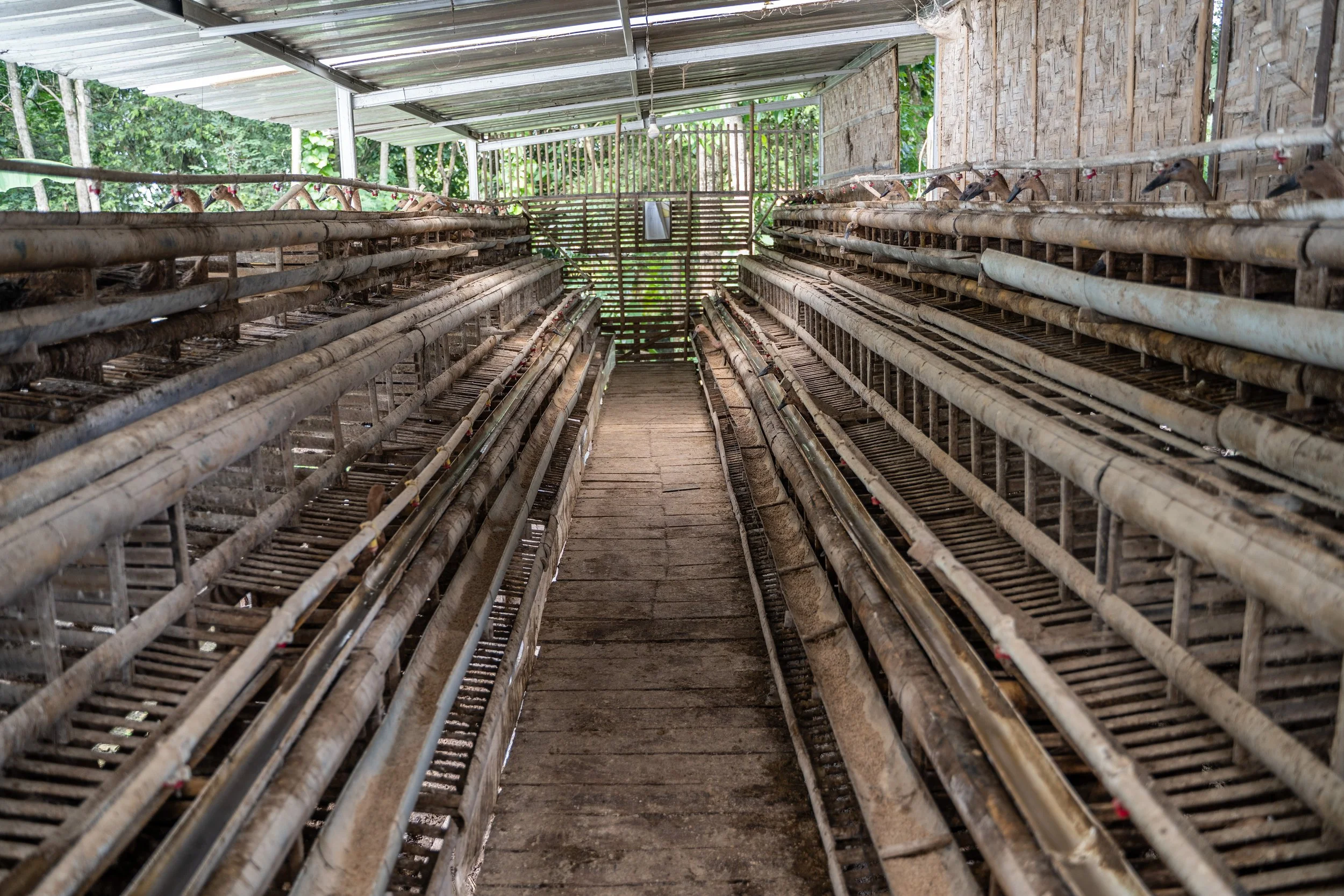 duck farm indonesia-144.jpg
