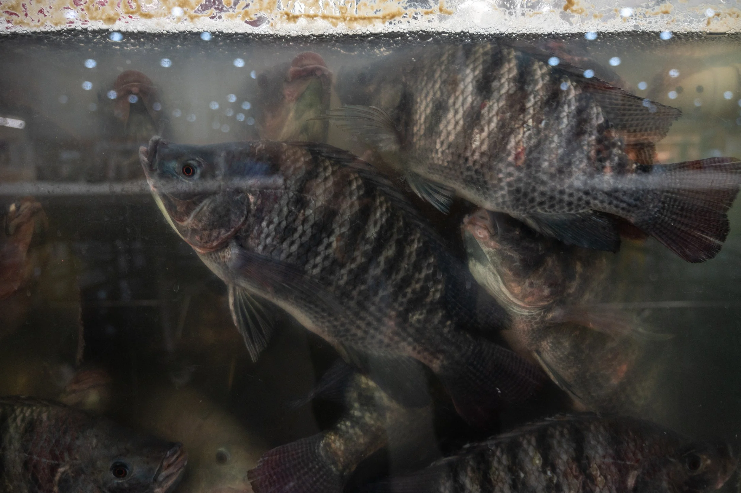 fish farm thailand-102.jpg