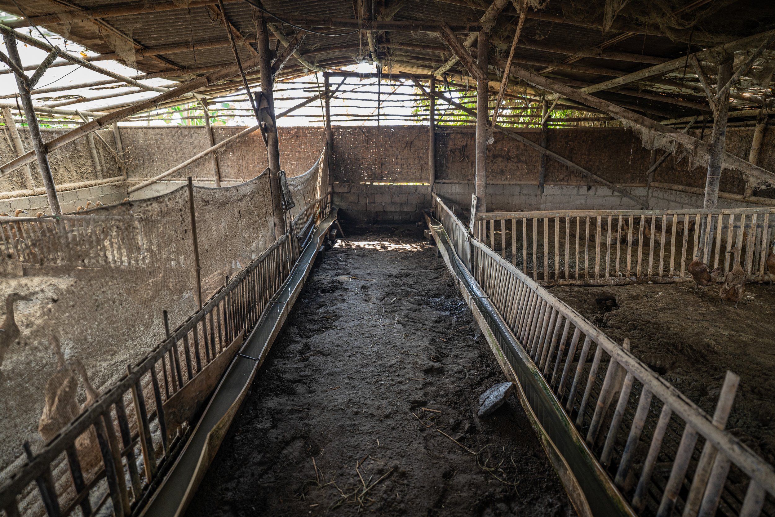 duck farm indonesia-131.jpg