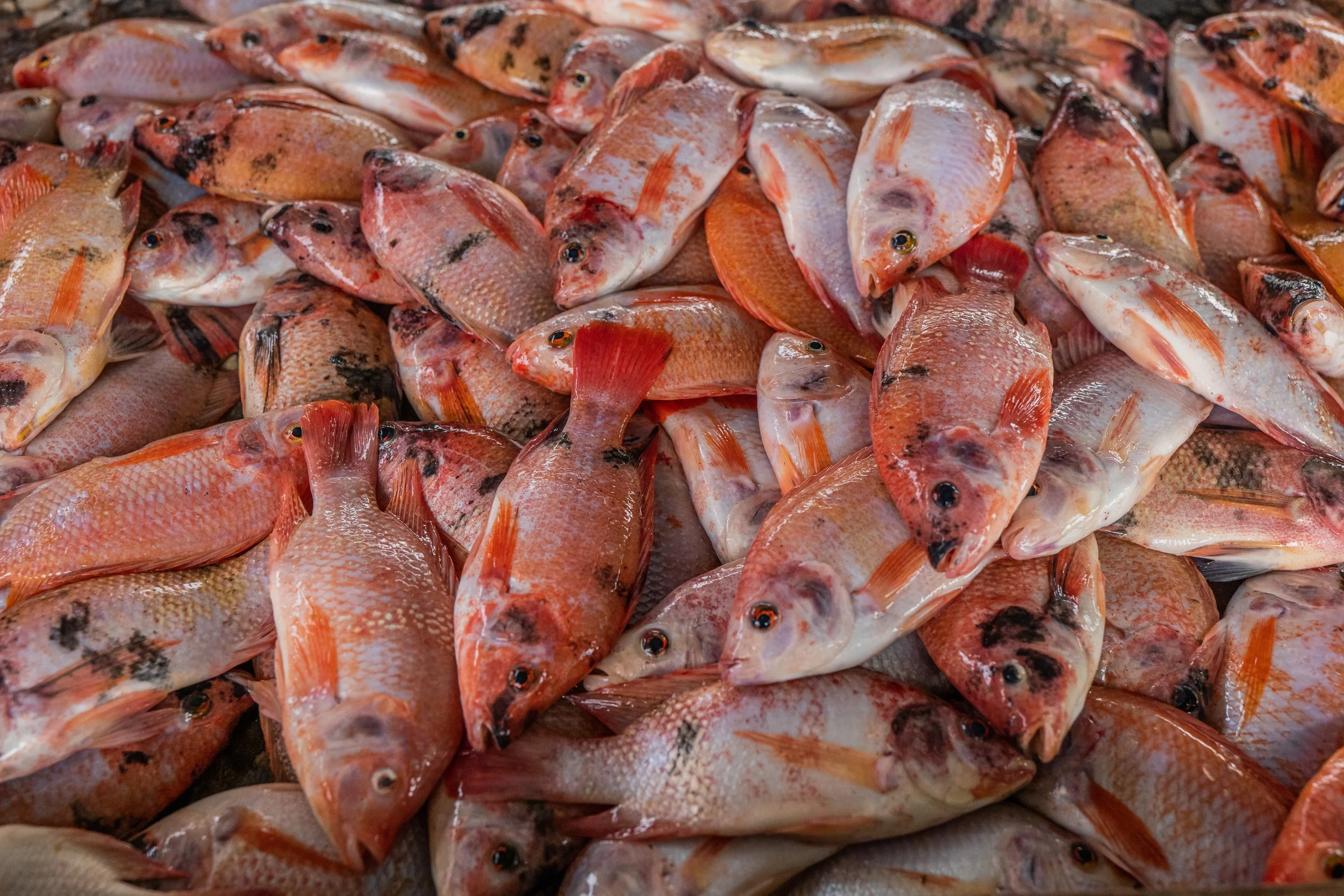fish farm indonesia-50.jpg