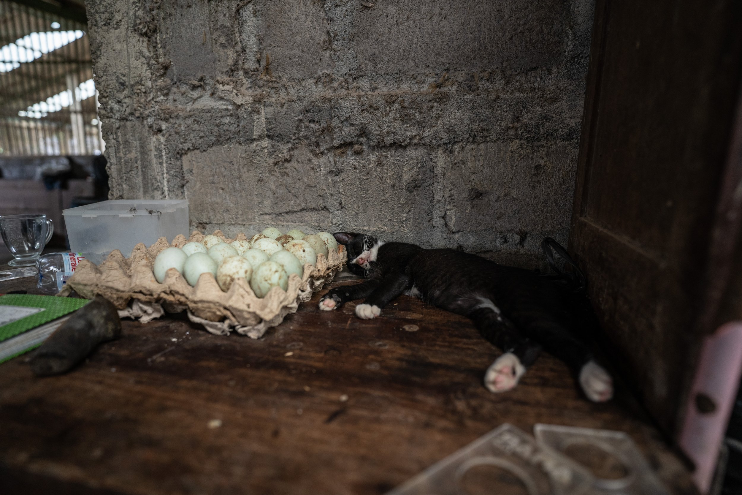 duck farm indonesia-146.jpg