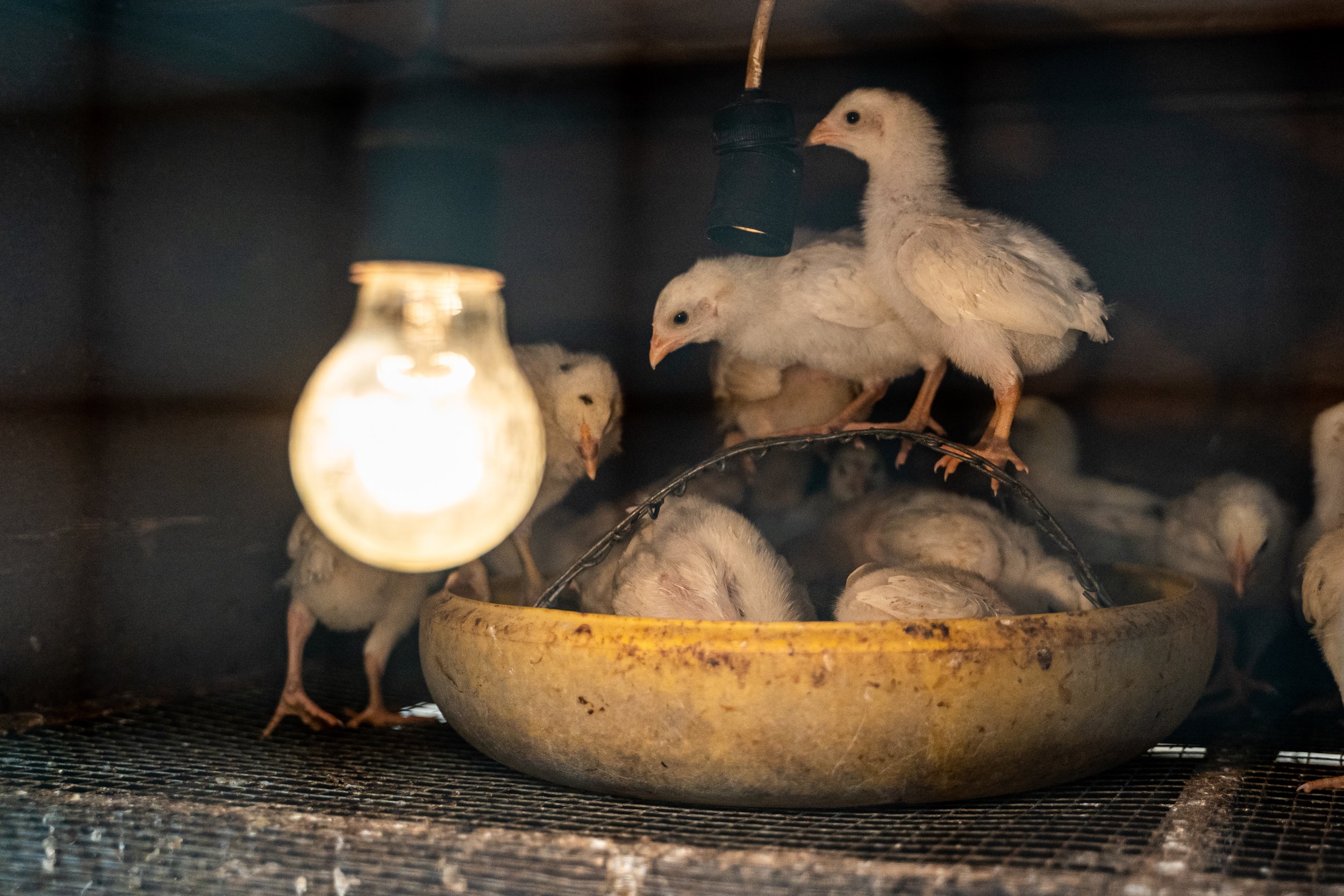 duck farm indonesia-6.jpg