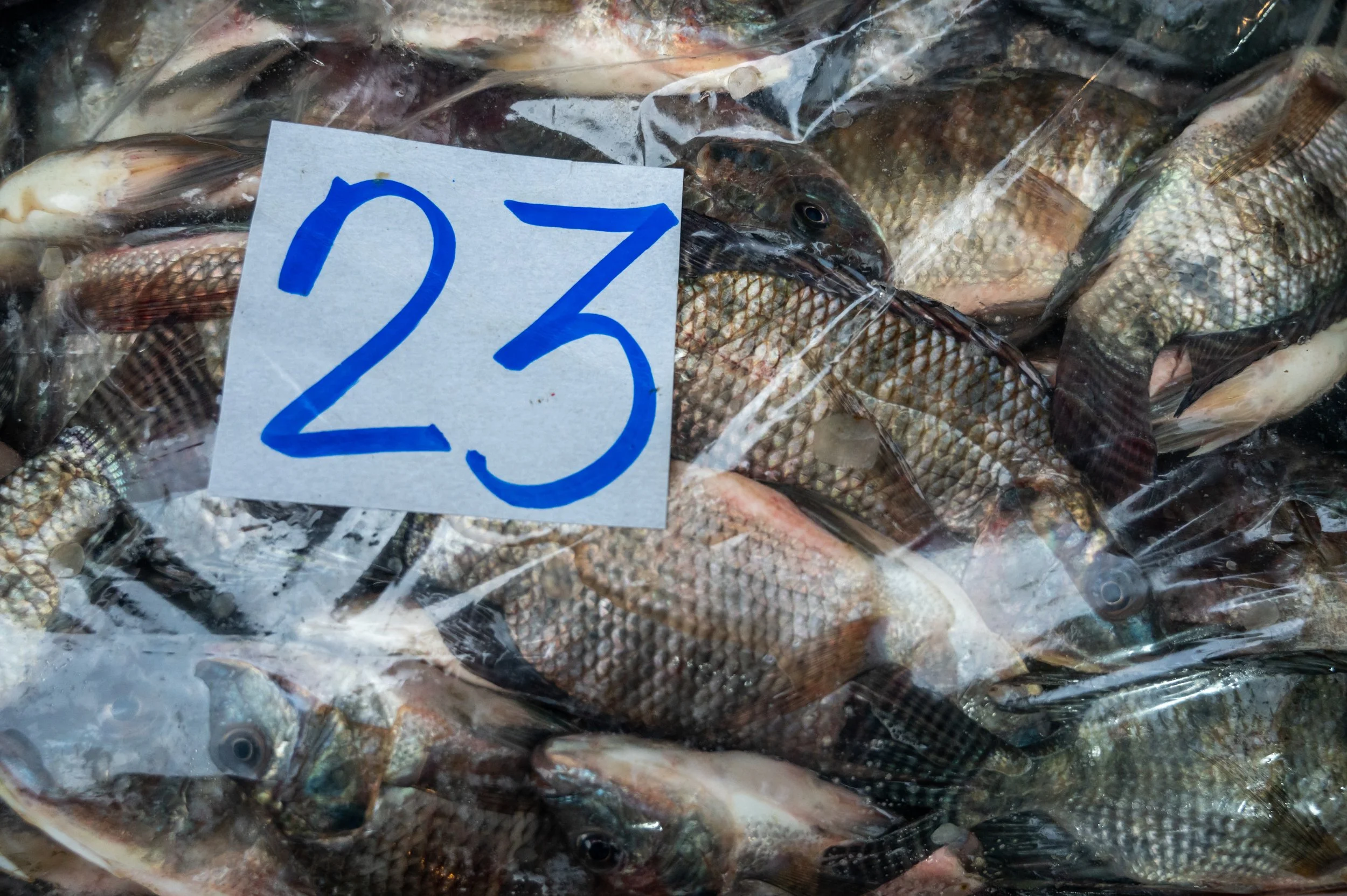 fish farm thailand-52.jpg