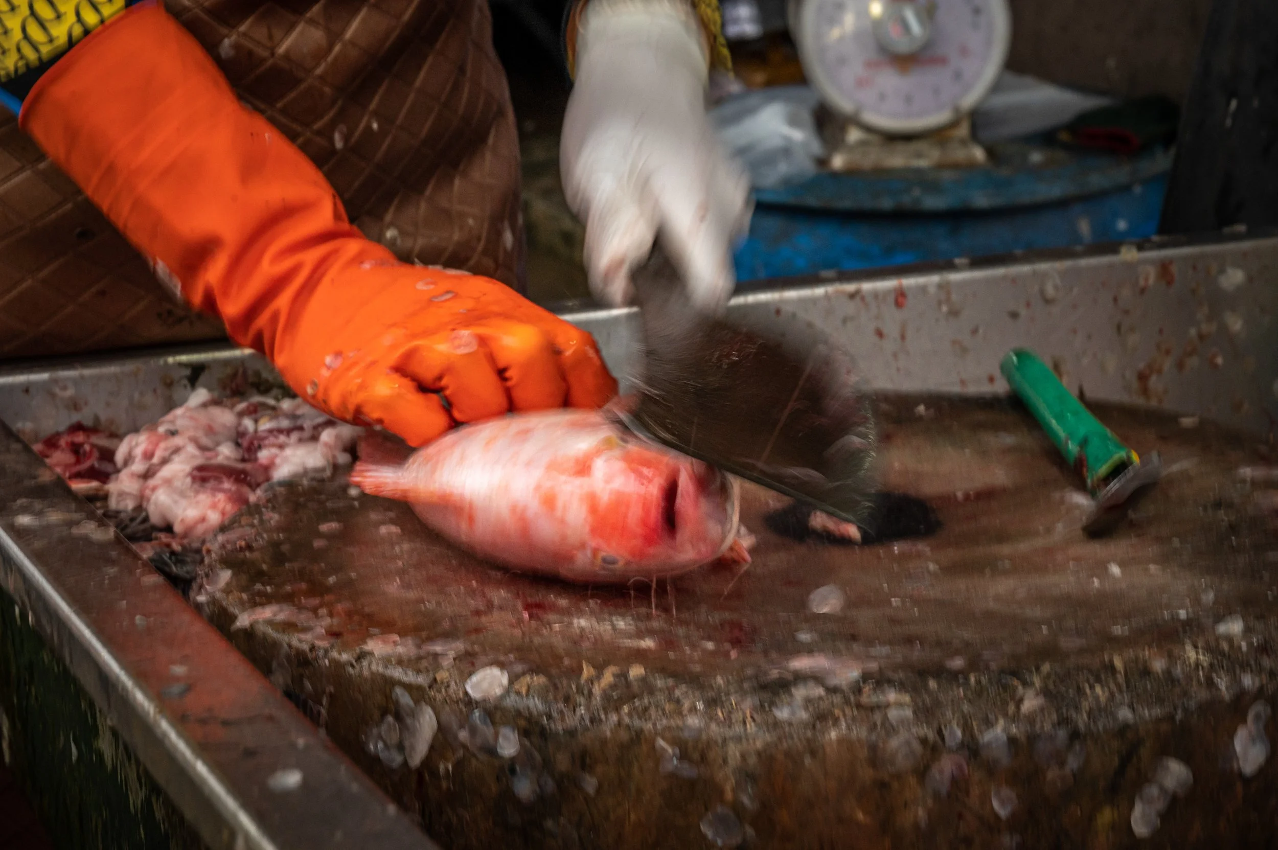 fish farm thailand-65.jpg