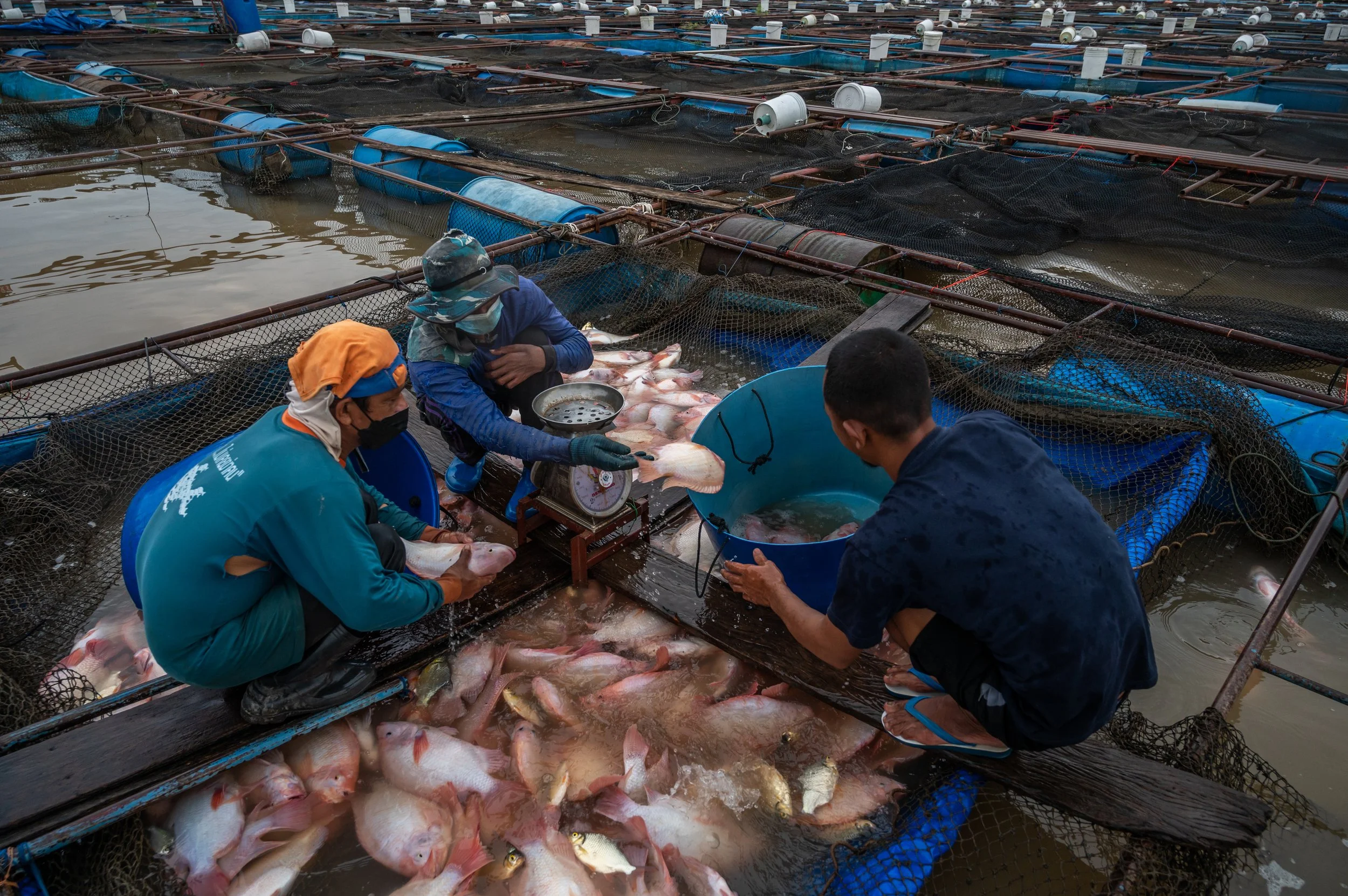 fish farm thailand-220.jpg