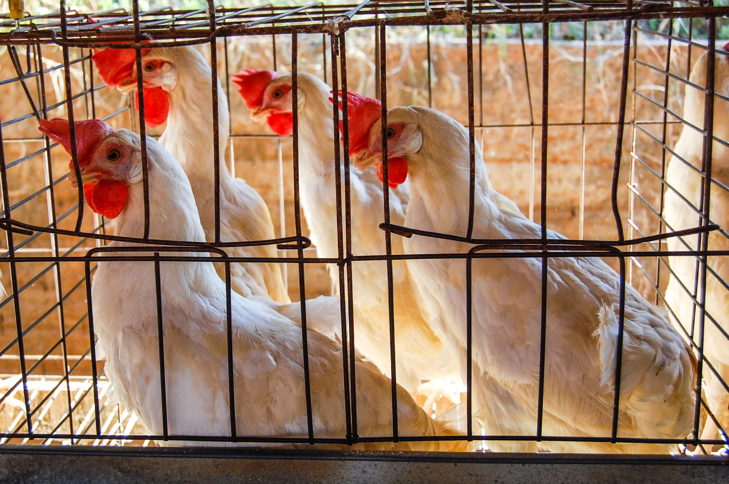 brazilmoreeggfarms-11-of-70jpg.jpg