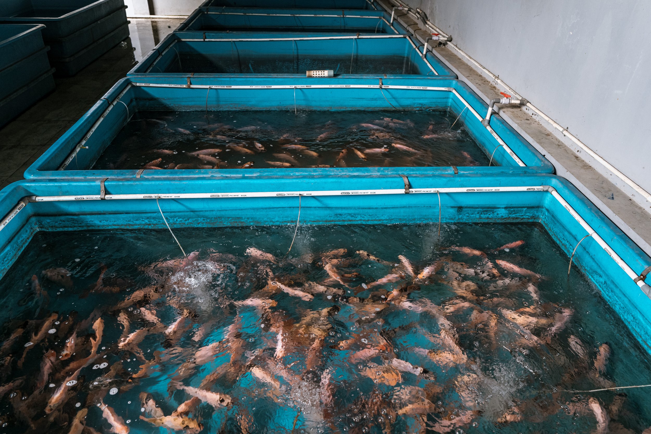 fish farm indonesia-4.jpg